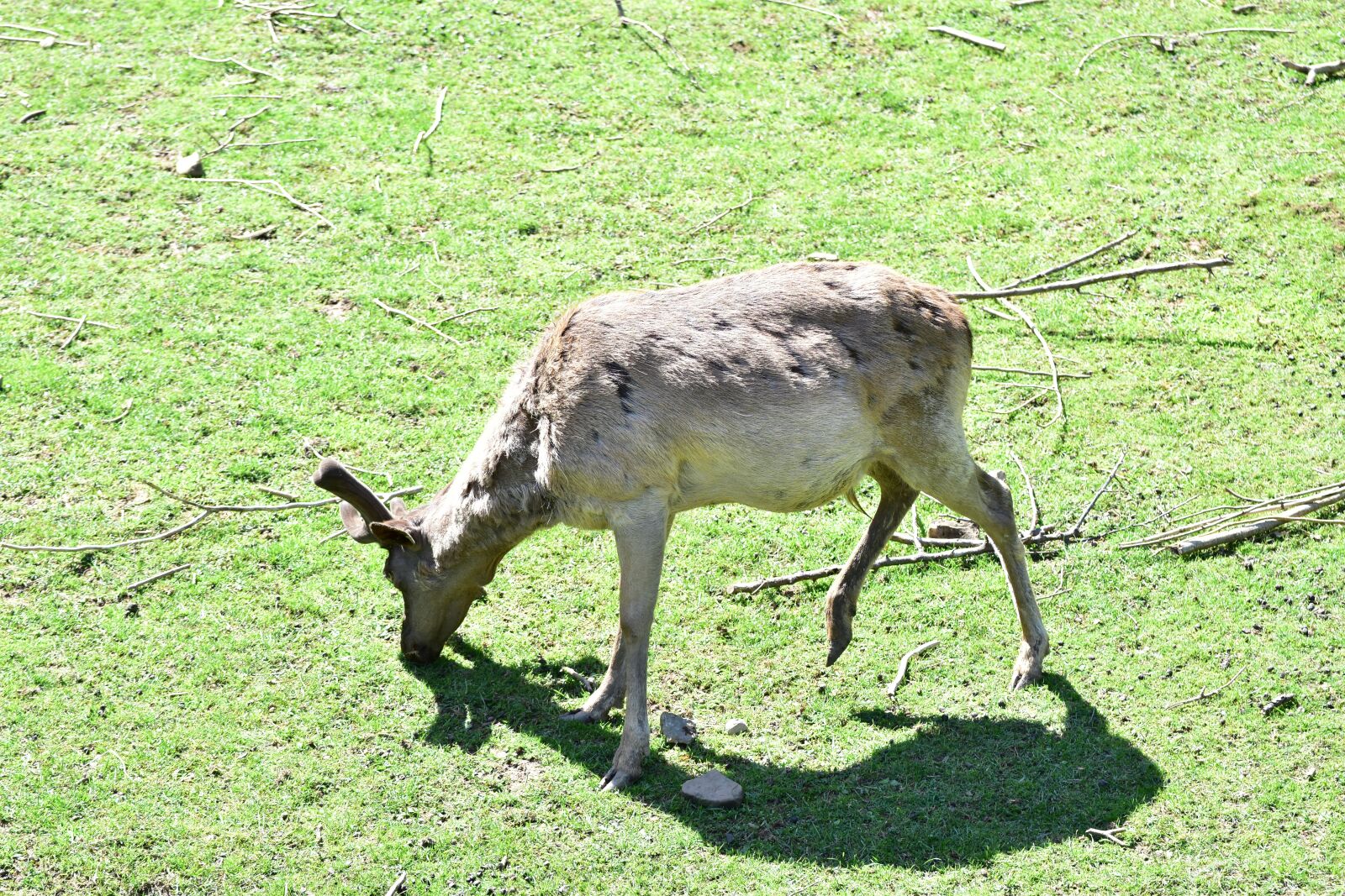 Nikon D5600 sample photo. Roe deer, wild, wildlife photography
