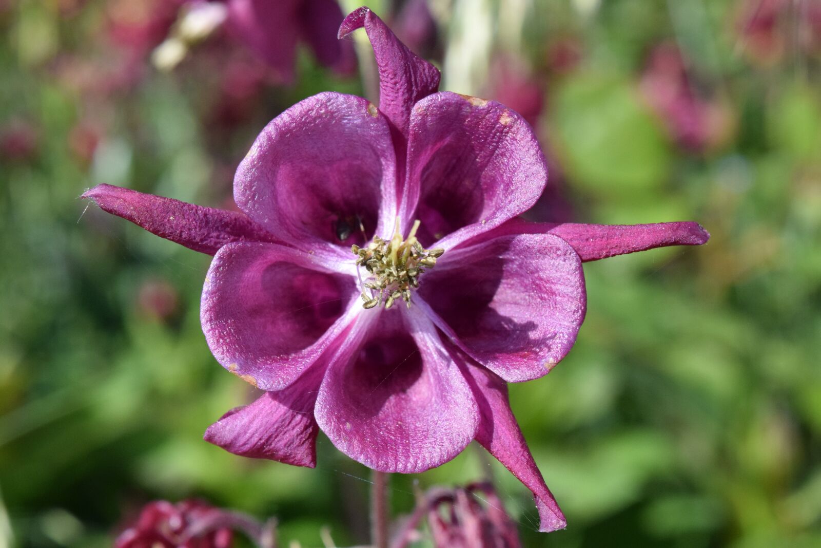 Nikon D3300 sample photo. Bellflower, purple, flower photography