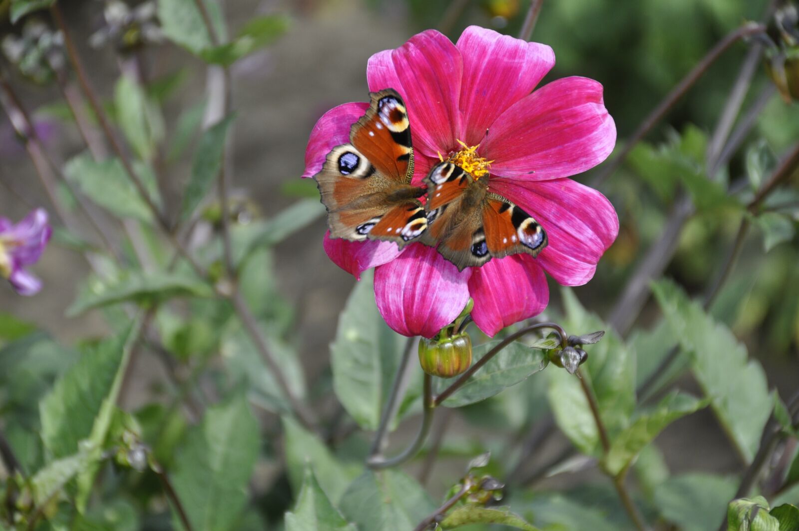 Nikon D90 sample photo. Nature, flower, plant photography