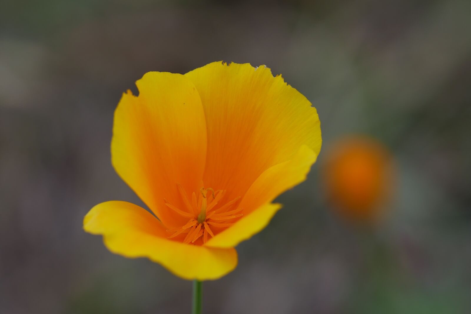 Panasonic Lumix DMC-G85 (Lumix DMC-G80) sample photo. Poppy, flower, plant photography