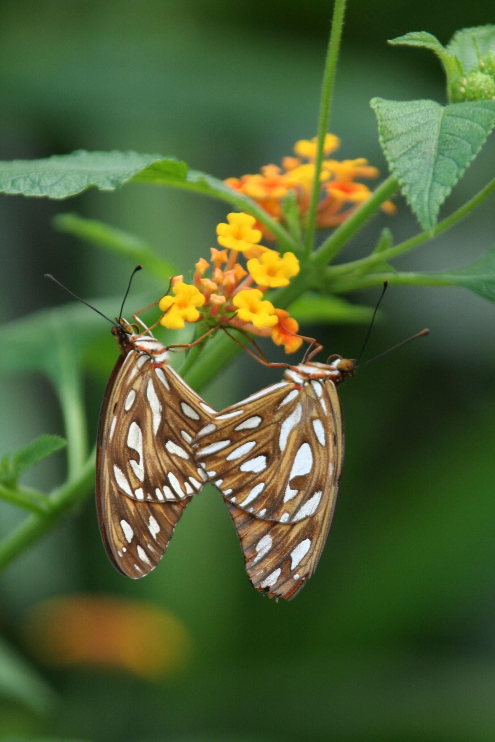 Canon EOS 350D (EOS Digital Rebel XT / EOS Kiss Digital N) sample photo. Butterfly, insect, leaf photography