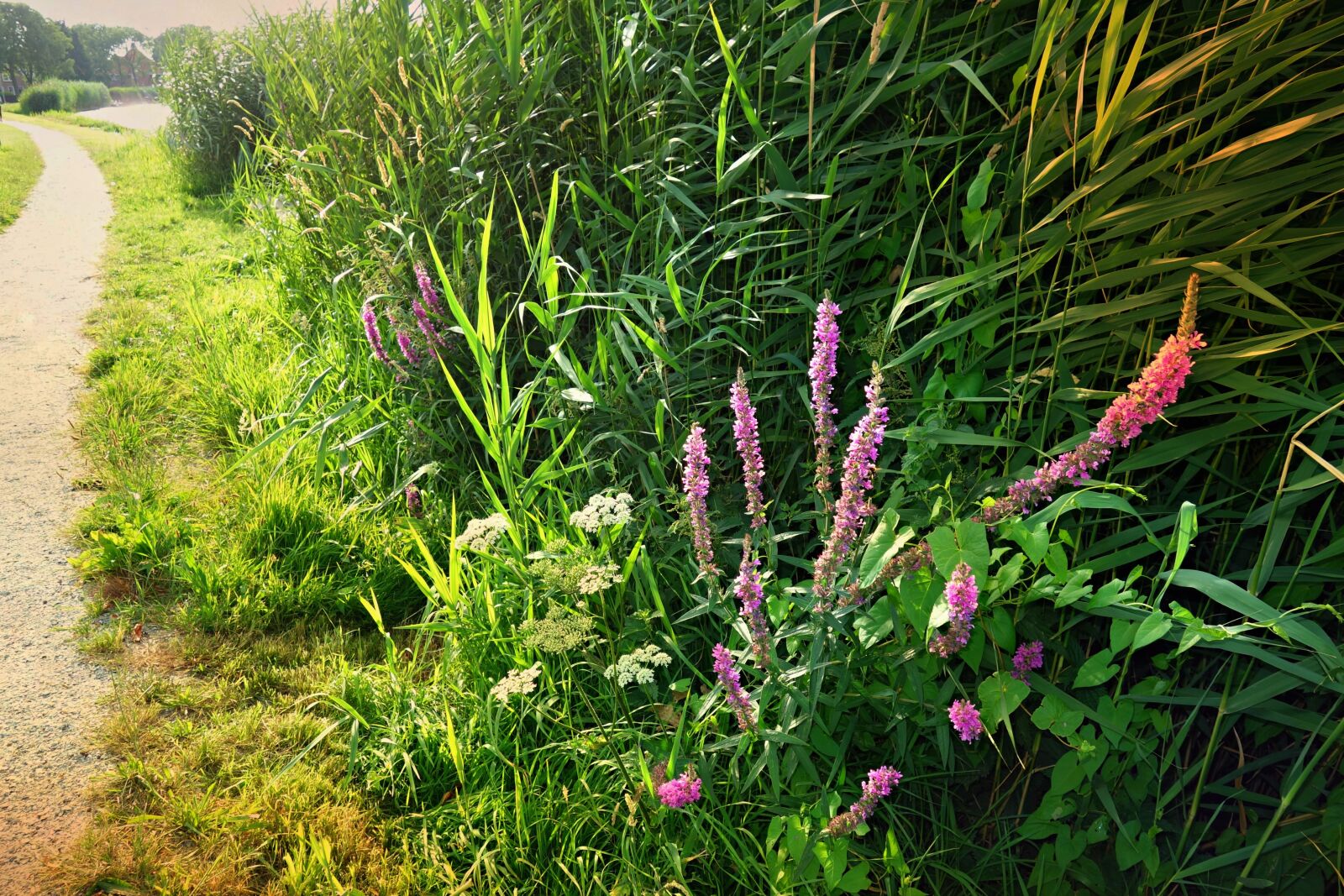 Sony Cyber-shot DSC-RX100 sample photo. Rushes, river bank, flowers photography