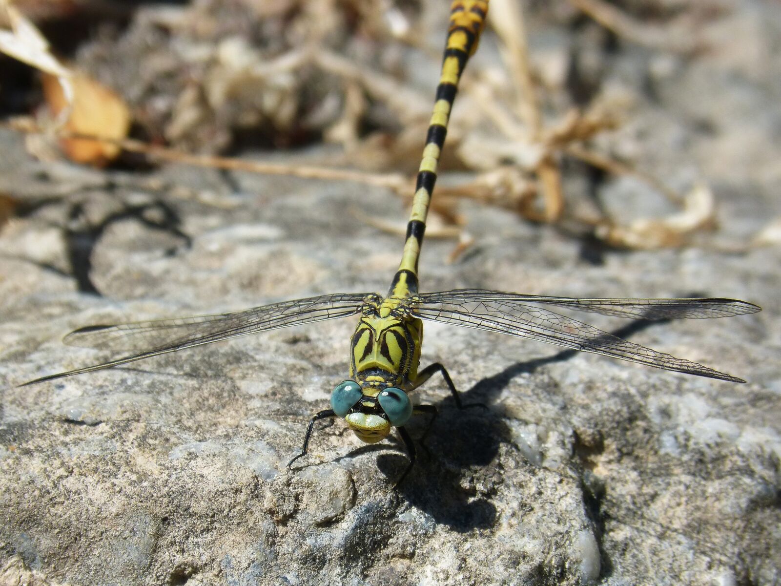 Panasonic DMC-FZ62 sample photo. Cordulegaster sp, dragonfly, dragonfly photography