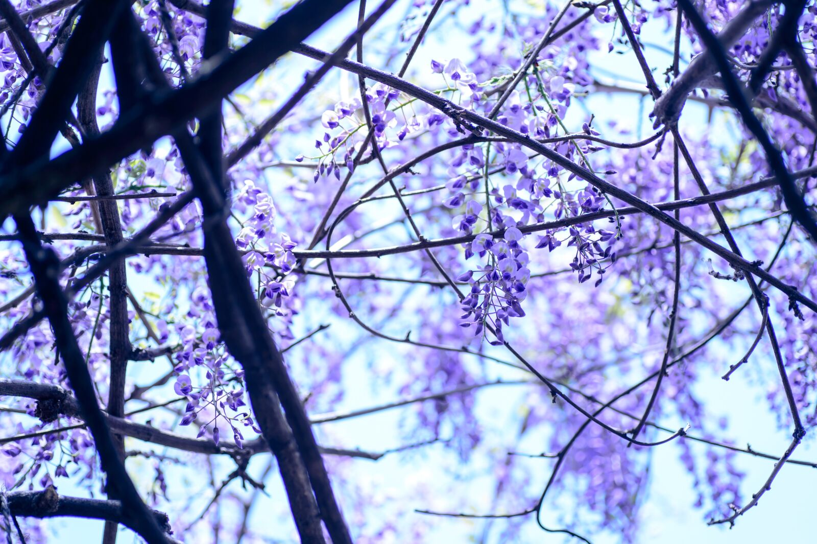 Nikon Df sample photo. Spring, flowers, spring flowers photography