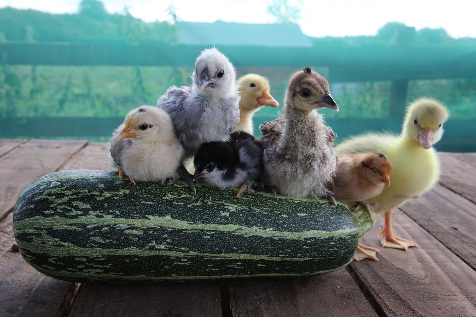 Canon EF 24-70mm F2.8L II USM sample photo. Chicks, duckling, gosling photography