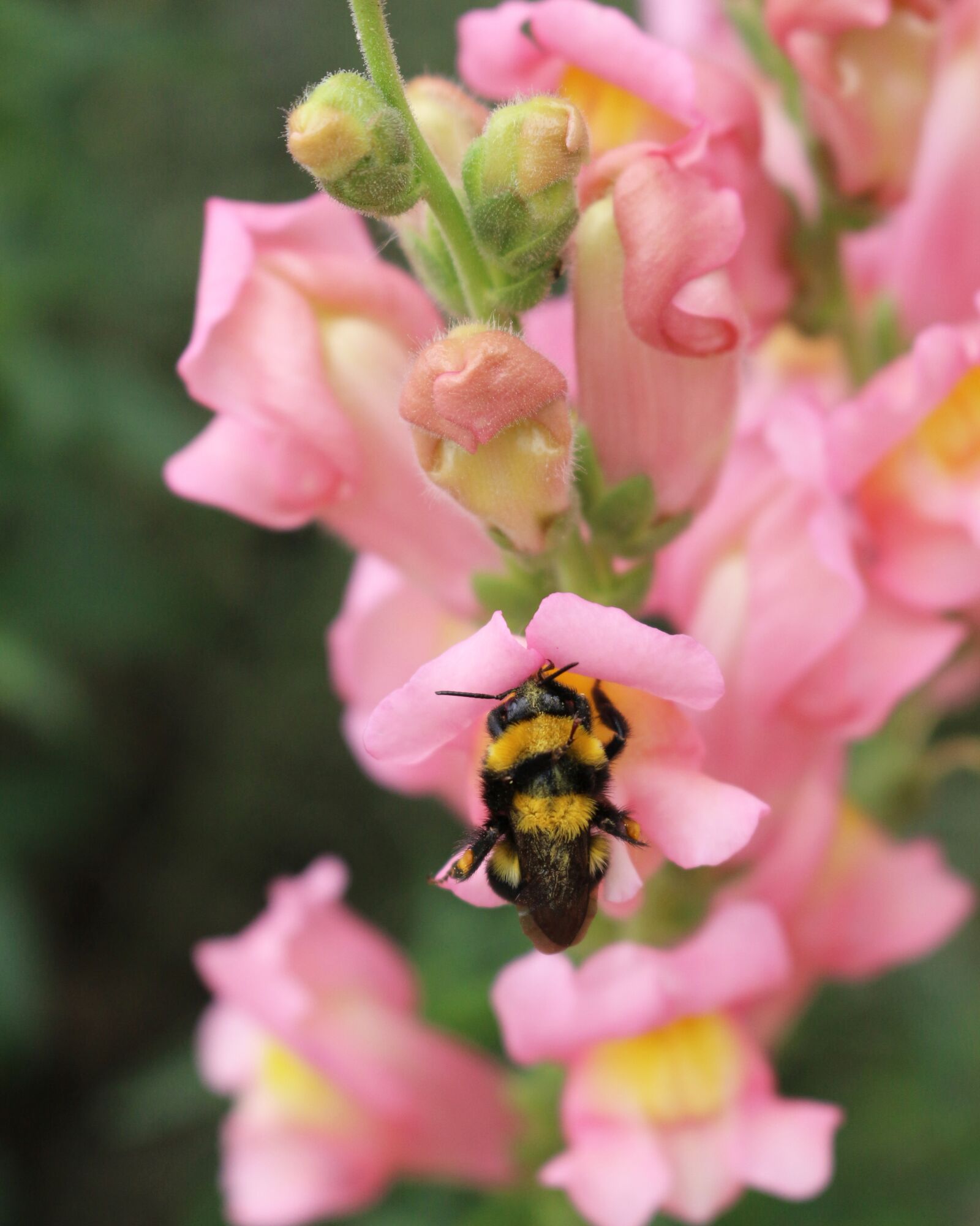 Canon EOS 700D (EOS Rebel T5i / EOS Kiss X7i) sample photo. Insect, bumblebee, nature photography