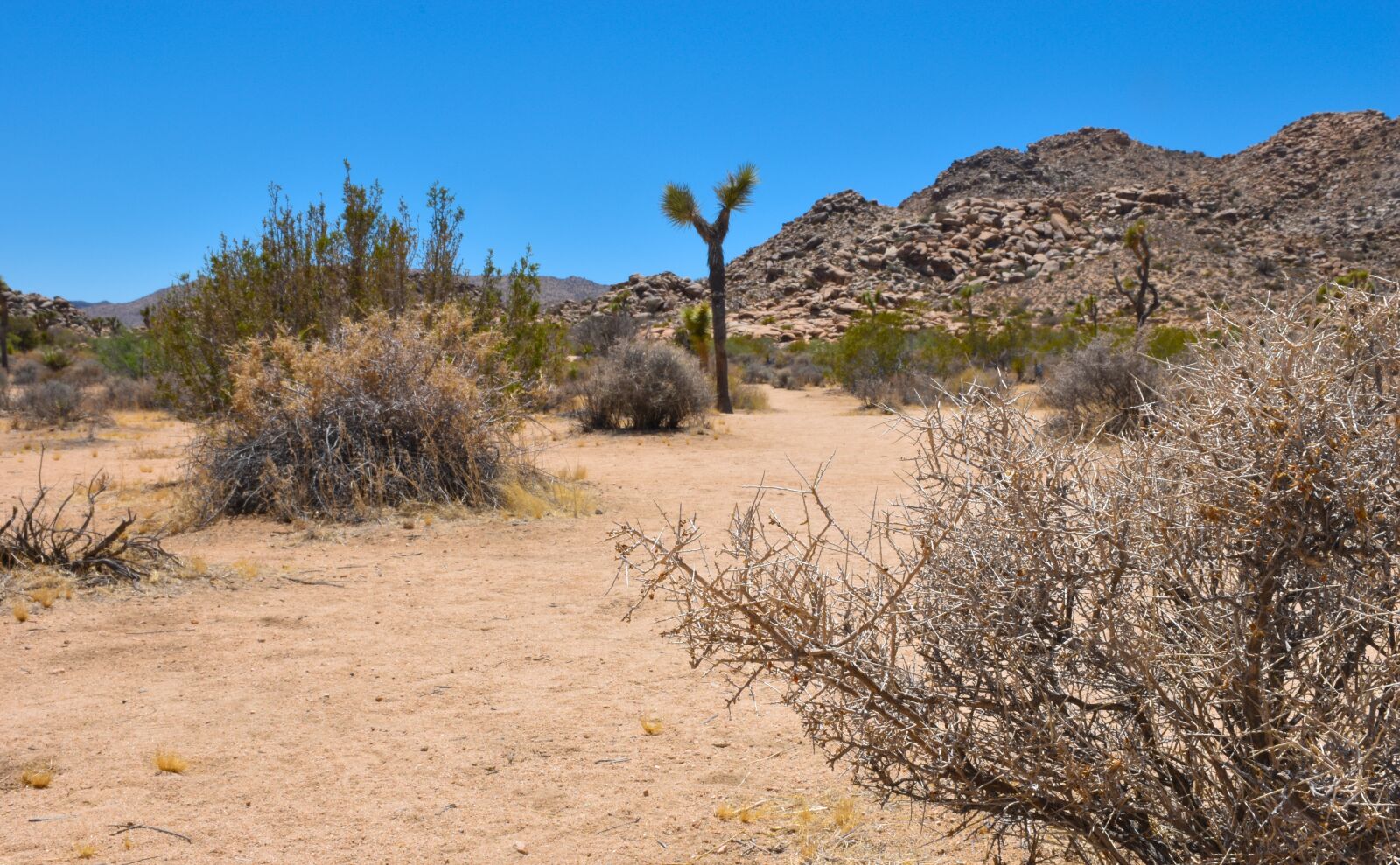 Nikon D5500 sample photo. Joshua tree, desert, sun photography
