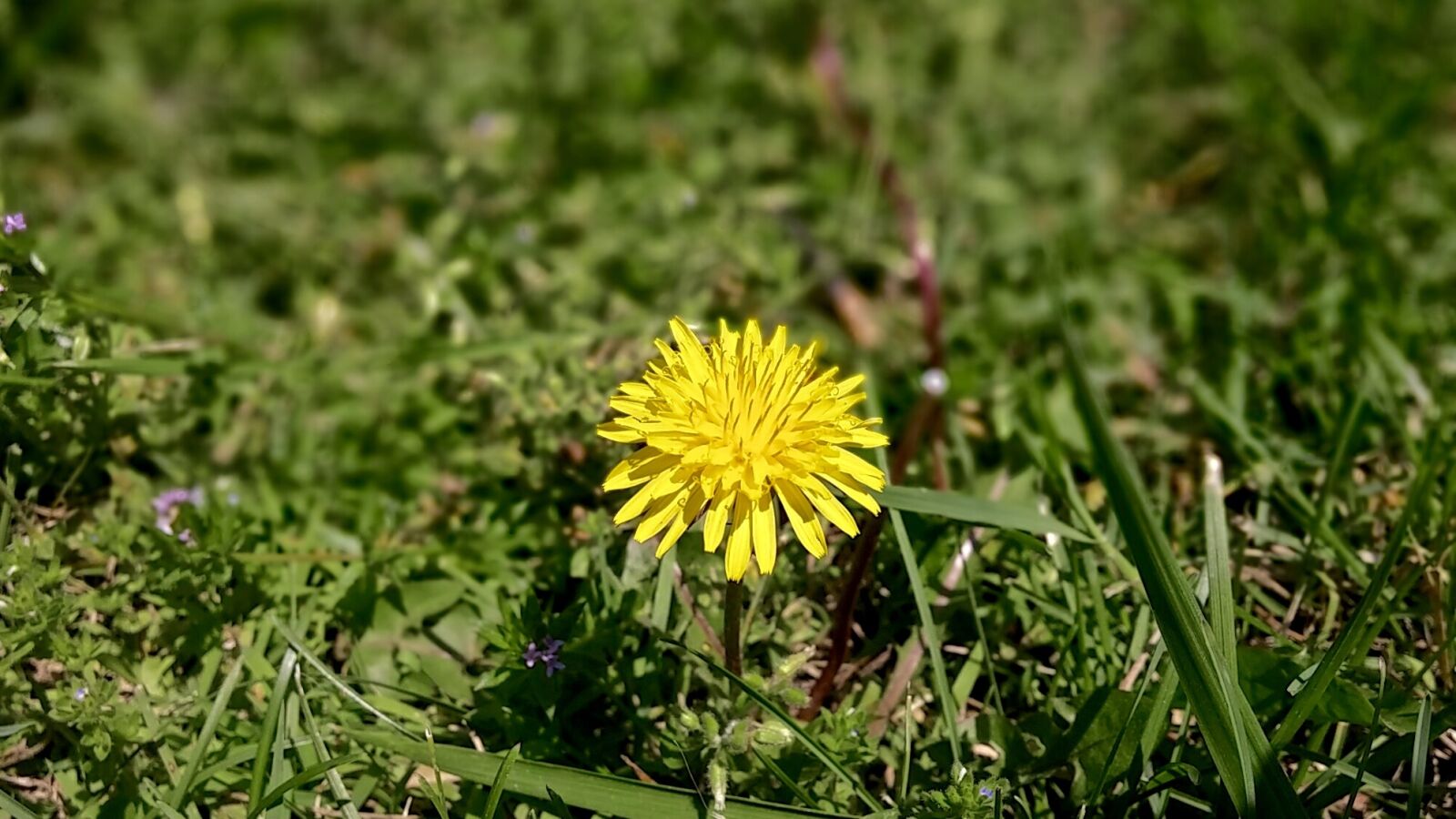LG G3 sample photo. Dandelion, yellow, flower photography