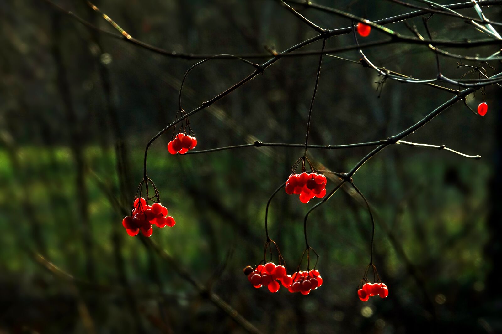 Sony Cyber-shot DSC-RX10 III sample photo. Nature, tree, berry red photography