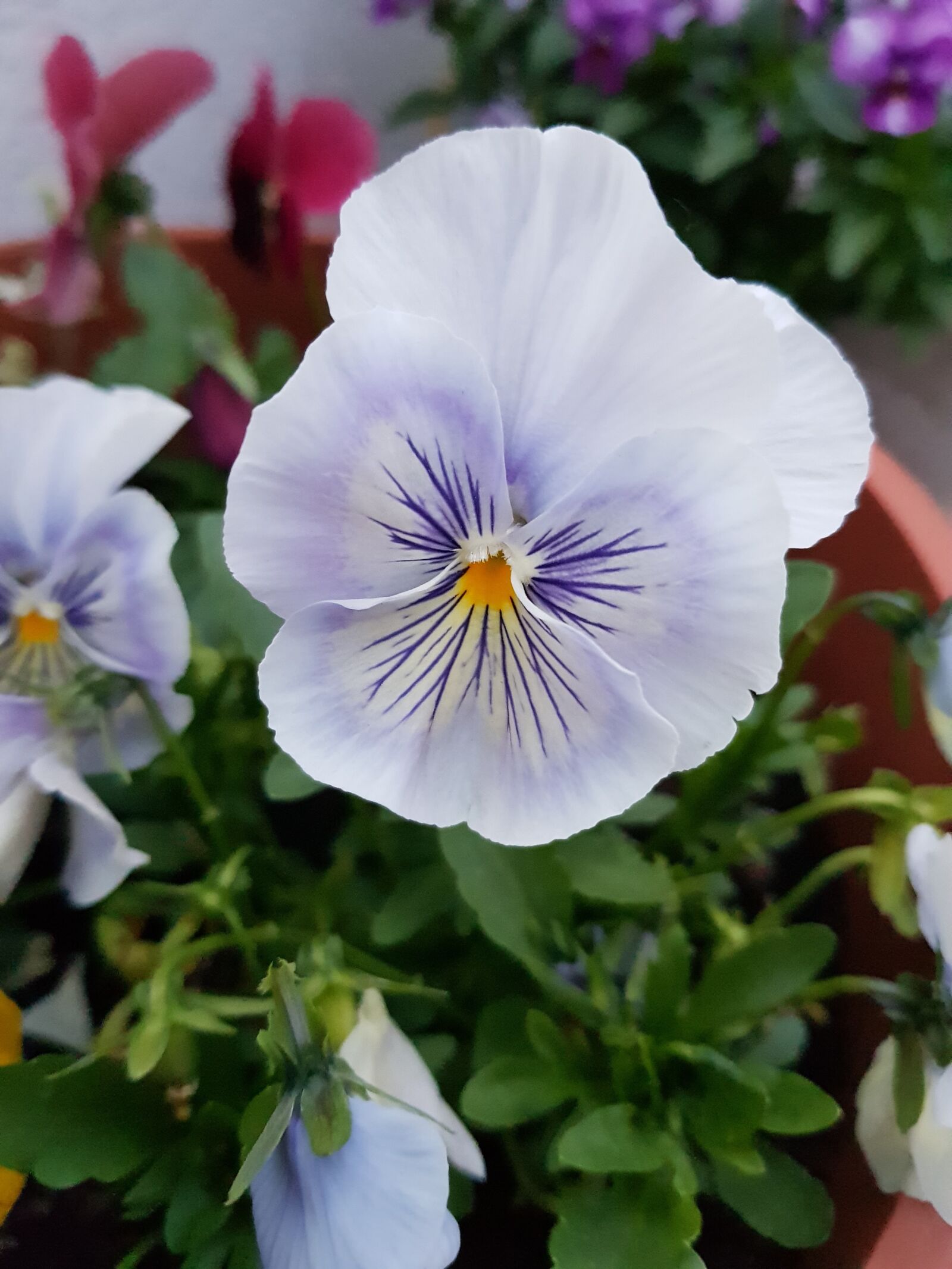 Samsung Galaxy S8 sample photo. Flower, flower pot, balcony photography