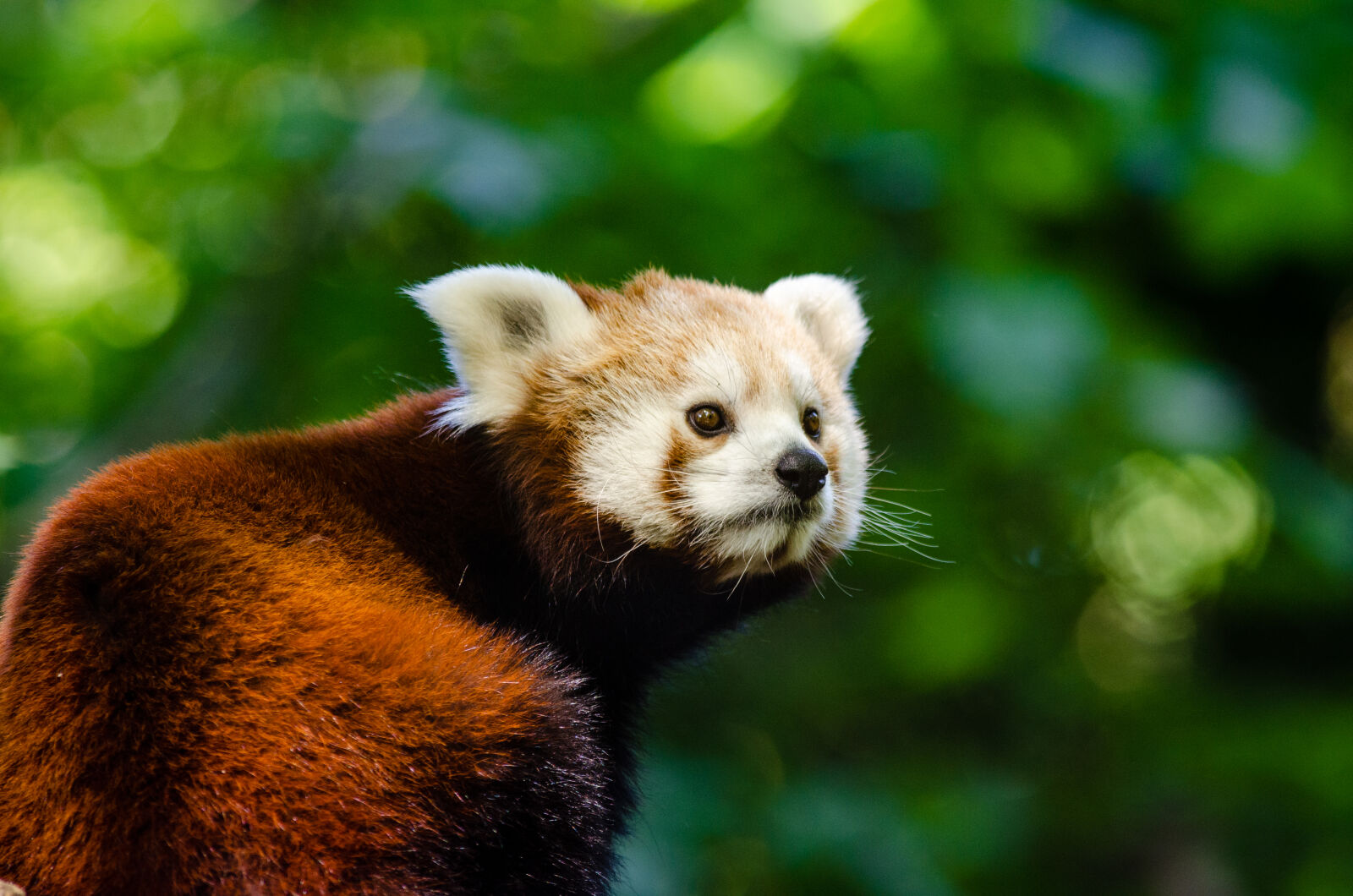 Nikon D7000 + Sigma APO Tele Macro 300mm F4 sample photo