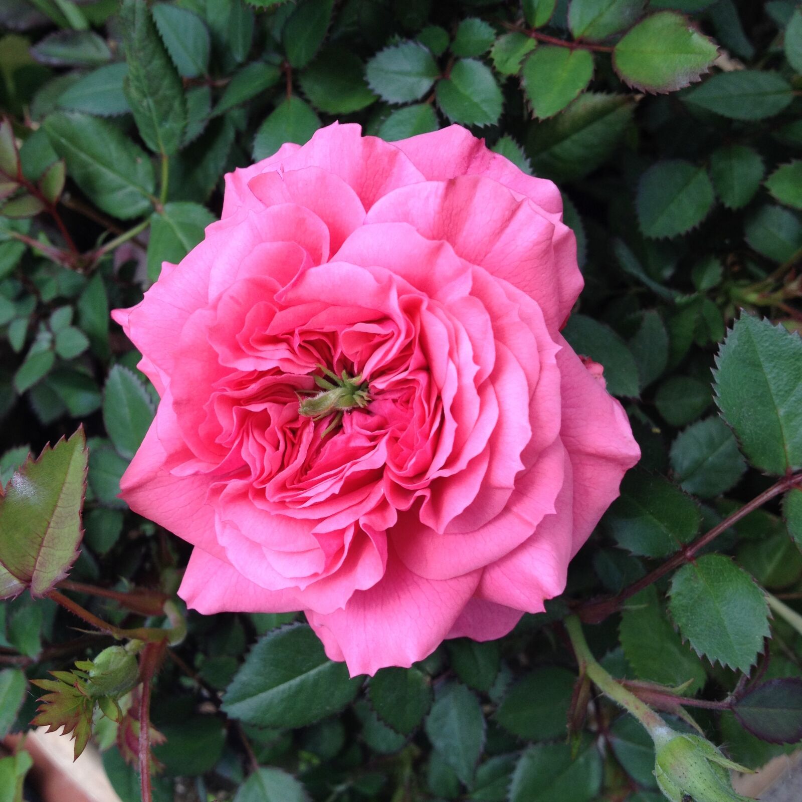 iPhone 4S back camera 4.28mm f/2.4 sample photo. Pink rose, rose, rose photography