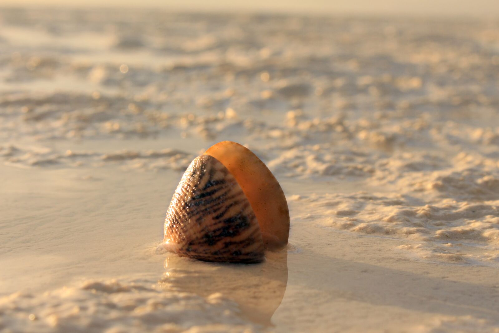Canon EOS 700D (EOS Rebel T5i / EOS Kiss X7i) sample photo. Snail, sand, the sea photography