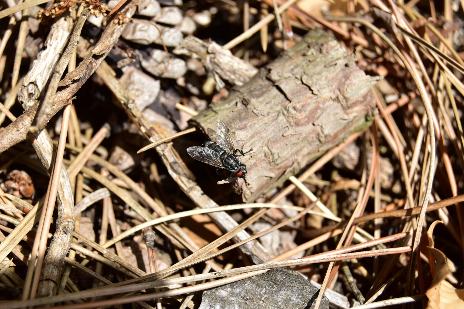 Nikon D5600 sample photo. Fly wipes eye, macro photography