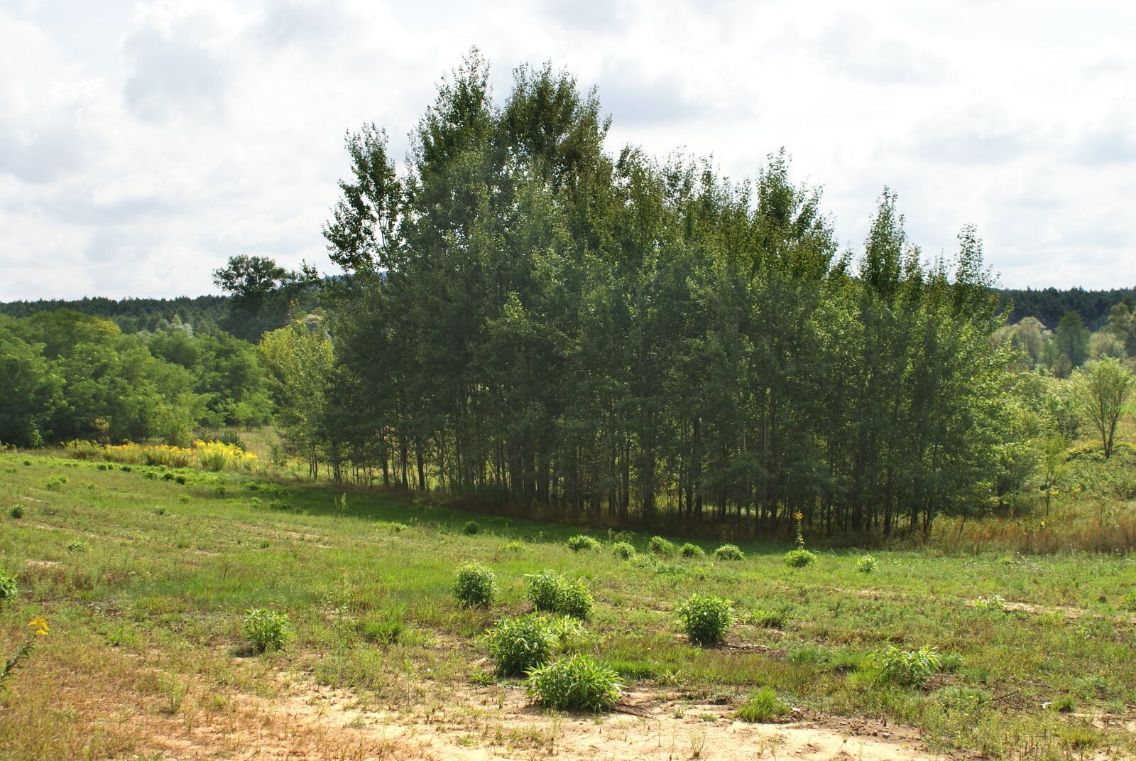 Sony Alpha DSLR-A200 sample photo. Tree, meadow, landscape photography