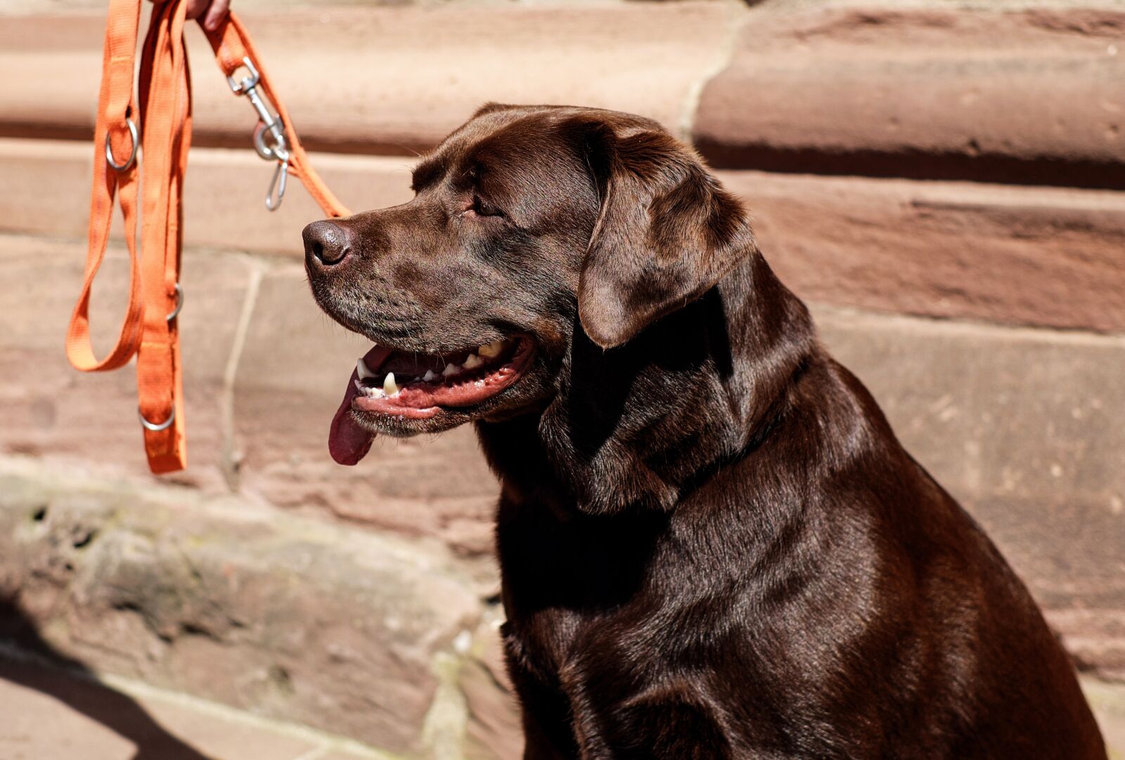 Fujifilm X-T10 + Fujifilm XF 35mm F1.4 R sample photo. Dog, labrador retriever, brown photography