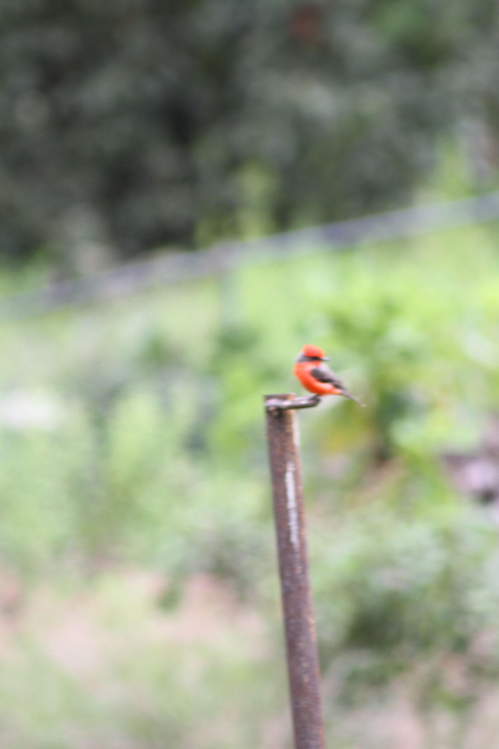 Canon EOS 7D + EF75-300mm f/4-5.6 sample photo. Pájaro, rojo, bird photography
