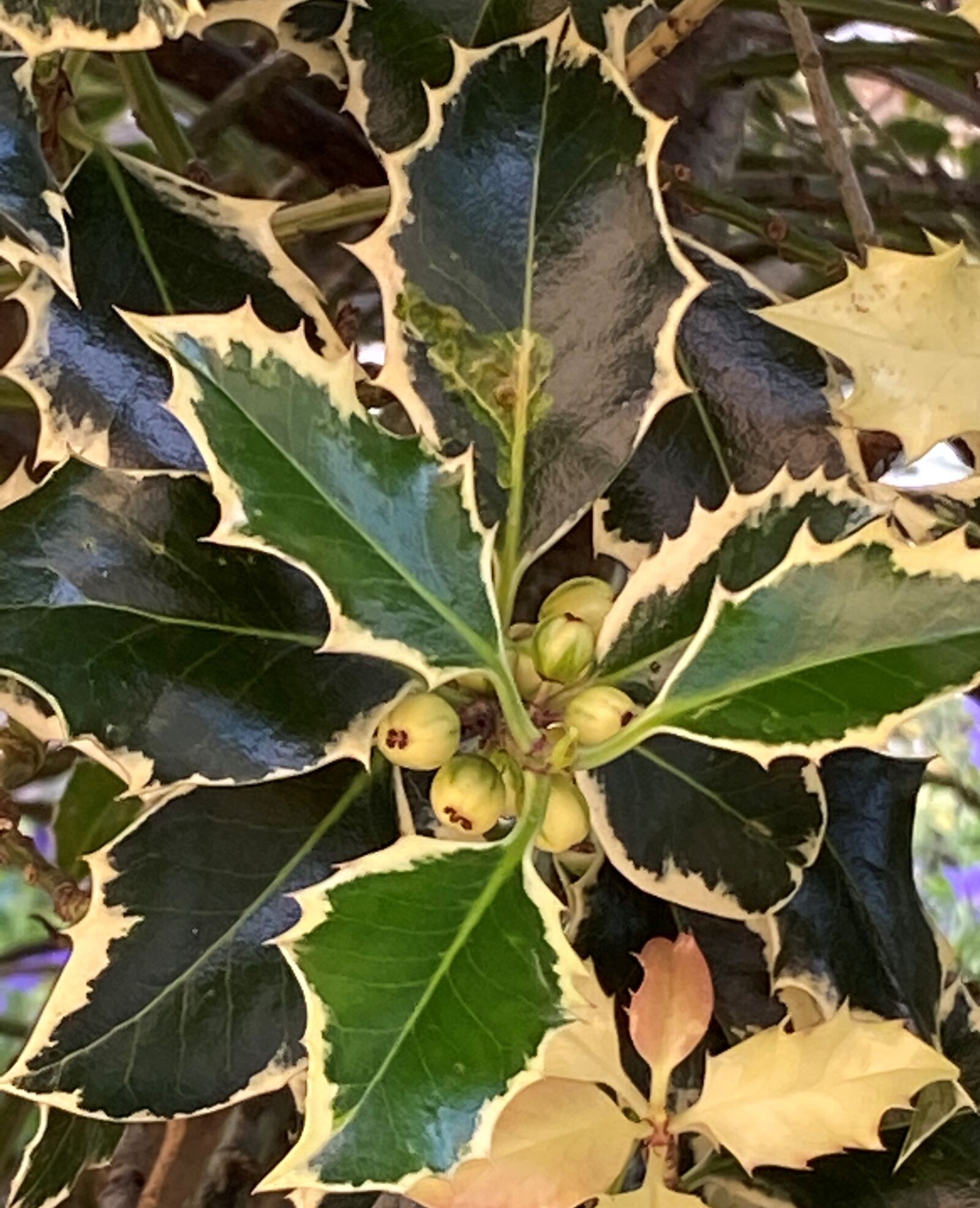 Apple iPhone 11 sample photo. Holly, leaves, berries photography