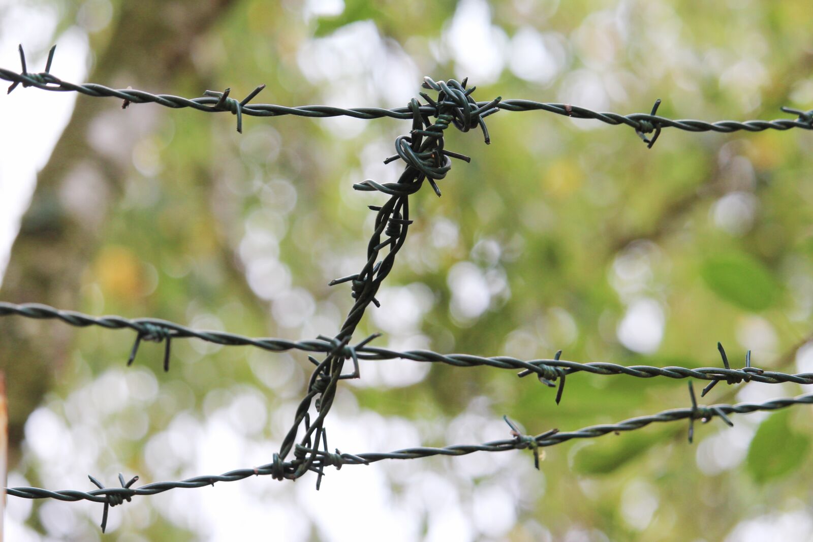 Canon EF-S 55-250mm F4-5.6 IS STM sample photo. Wire, spiny, fencing photography