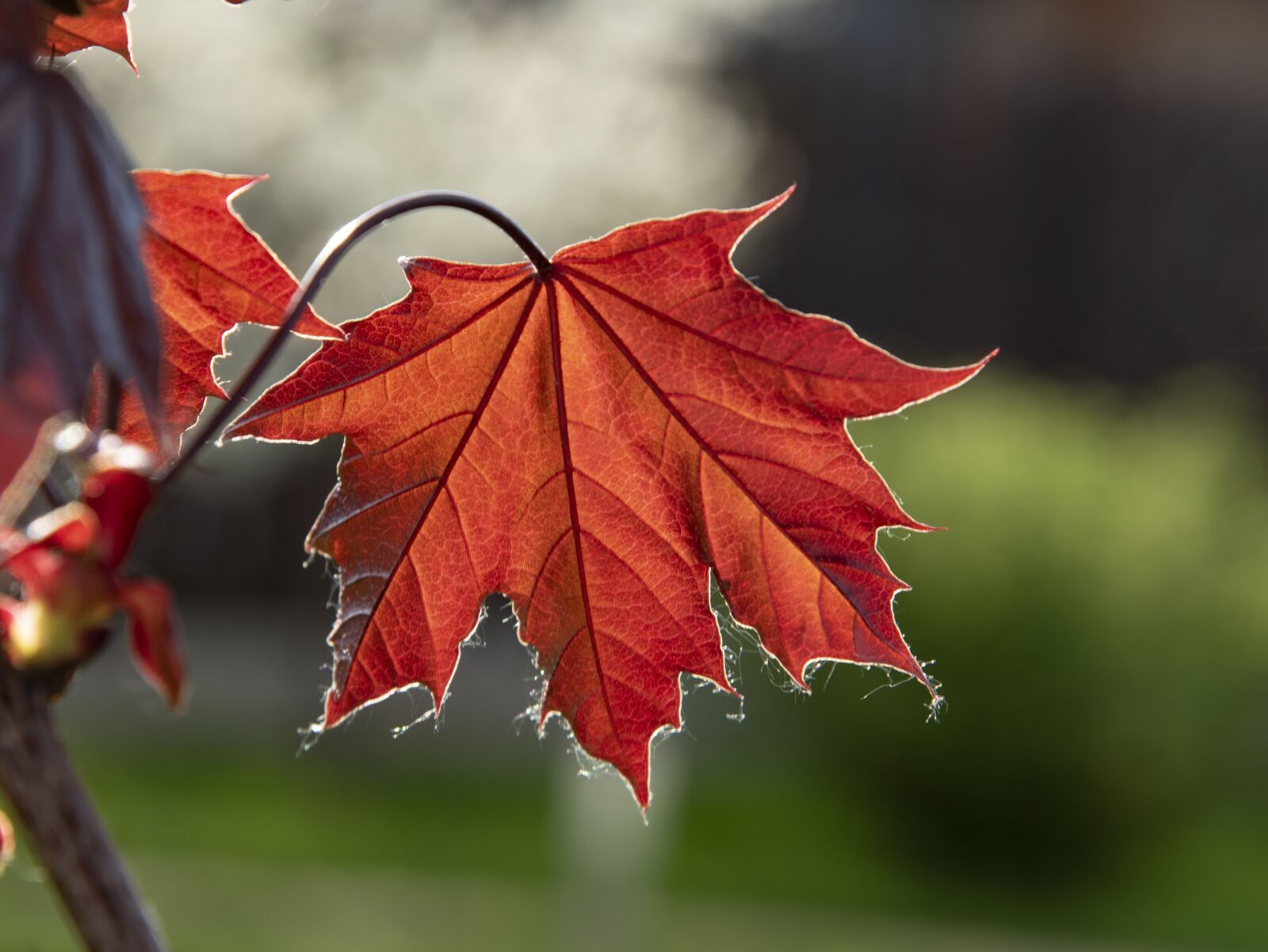 Nikon D750 sample photo. Maple, leaf, nature photography