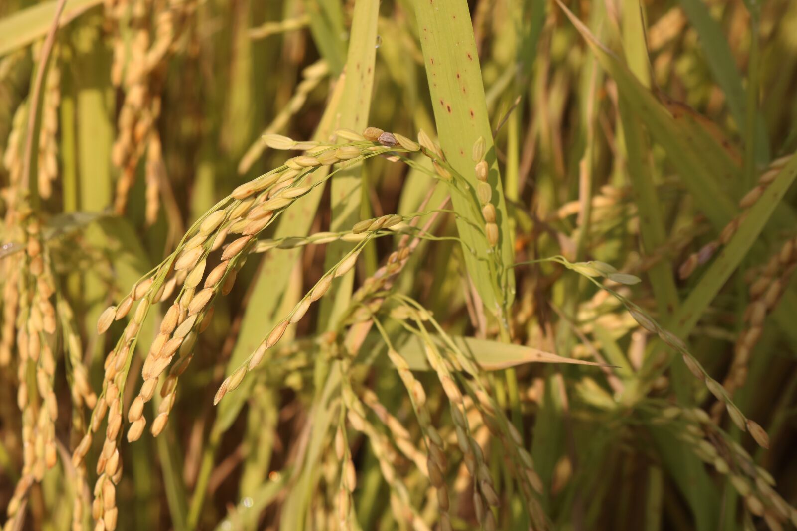 Canon EOS 750D (EOS Rebel T6i / EOS Kiss X8i) sample photo. Rice, country, vietnam photography