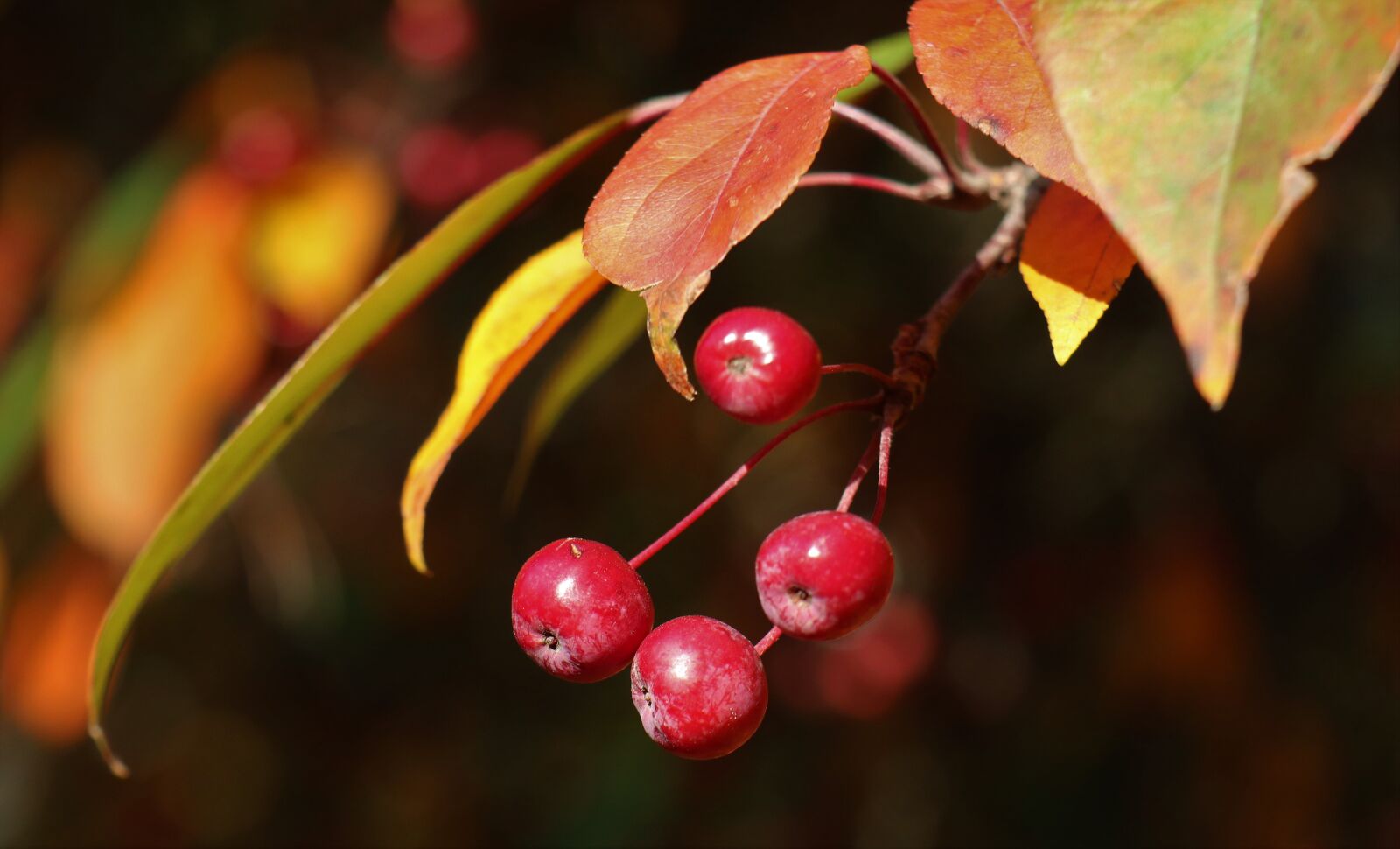 Canon EOS M6 sample photo. Mood, autumn, foliage photography