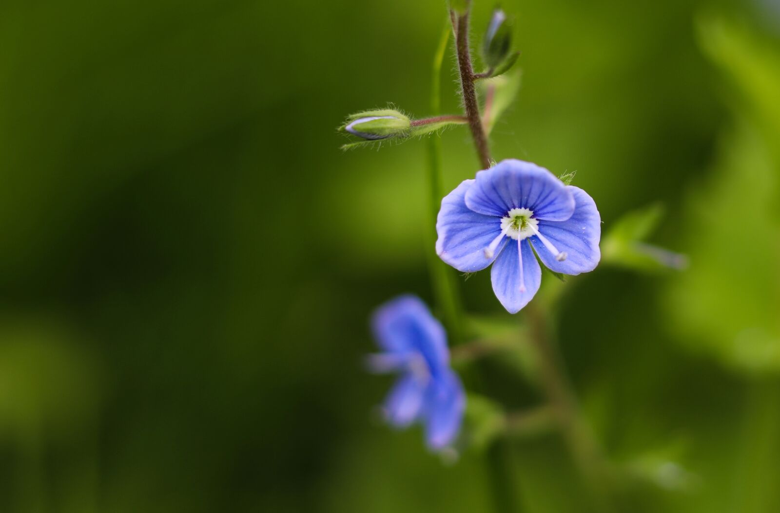 Canon EOS 5D Mark IV sample photo. Flower, blue, little photography