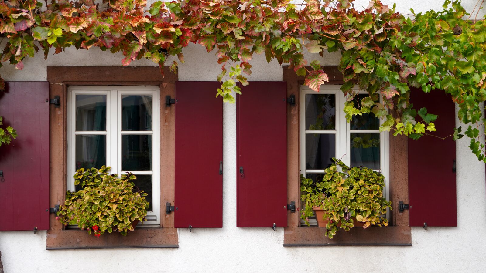Sony E 55-210mm F4.5-6.3 OSS sample photo. Window, old, vines photography