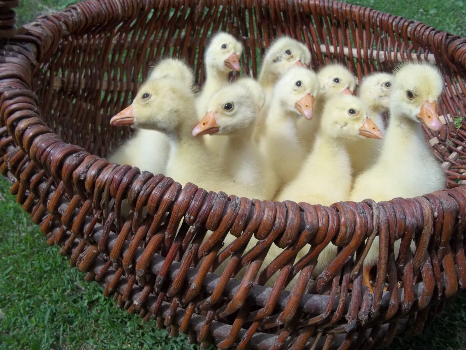 Kodak EASYSHARE C183 DIGITAL CAMERA sample photo. Emotions, pets, geese photography