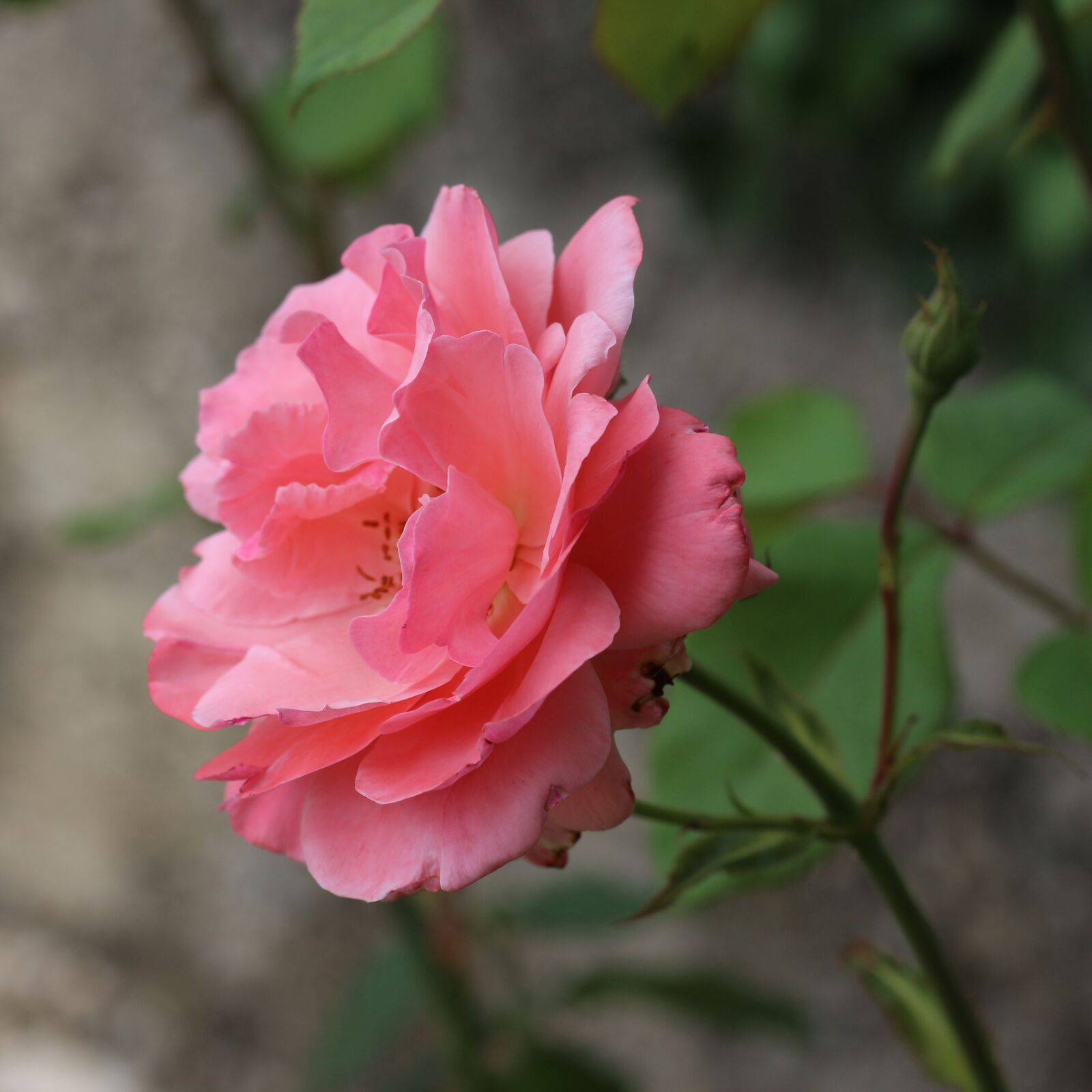 Canon EOS 700D (EOS Rebel T5i / EOS Kiss X7i) sample photo. Pink rose, roses, pink photography