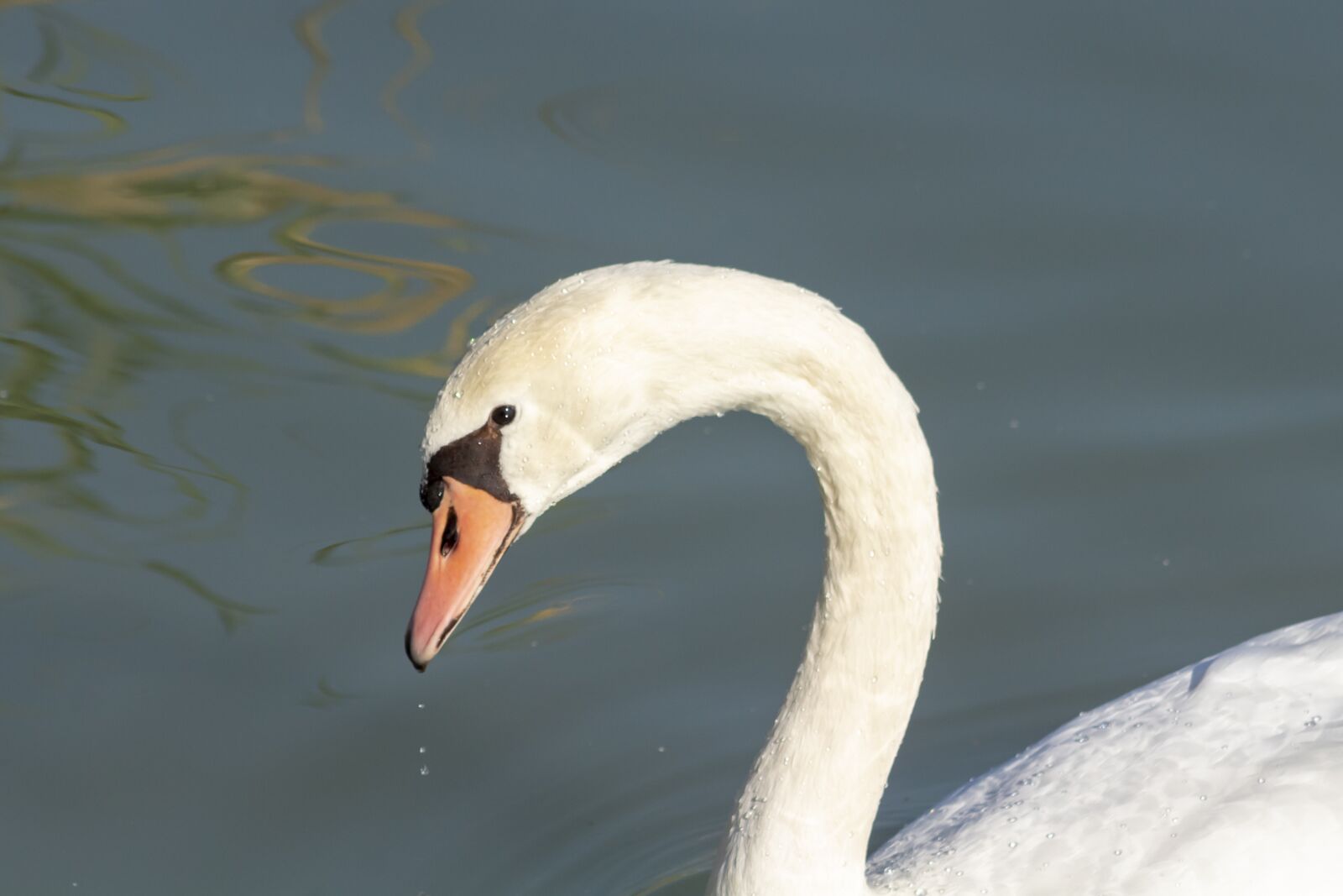Canon EF75-300mm f/4-5.6 sample photo. Mute swan, bird, swim photography