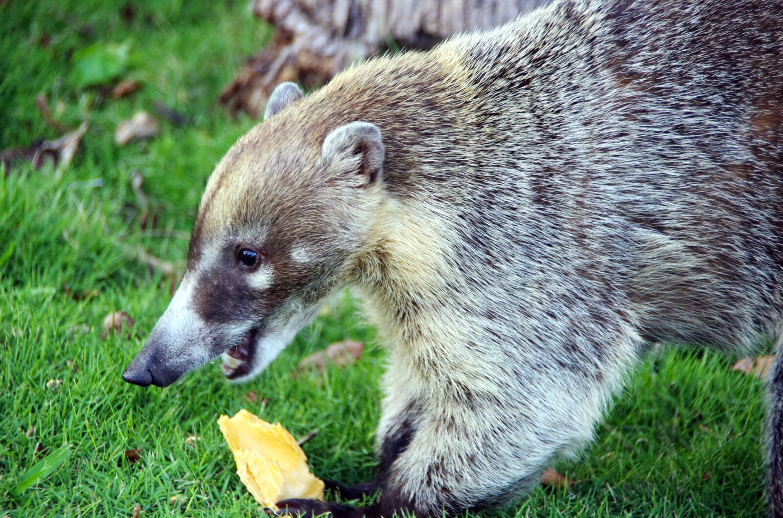 Pentax K-5 sample photo. Coati, nasua nasua, mammal photography
