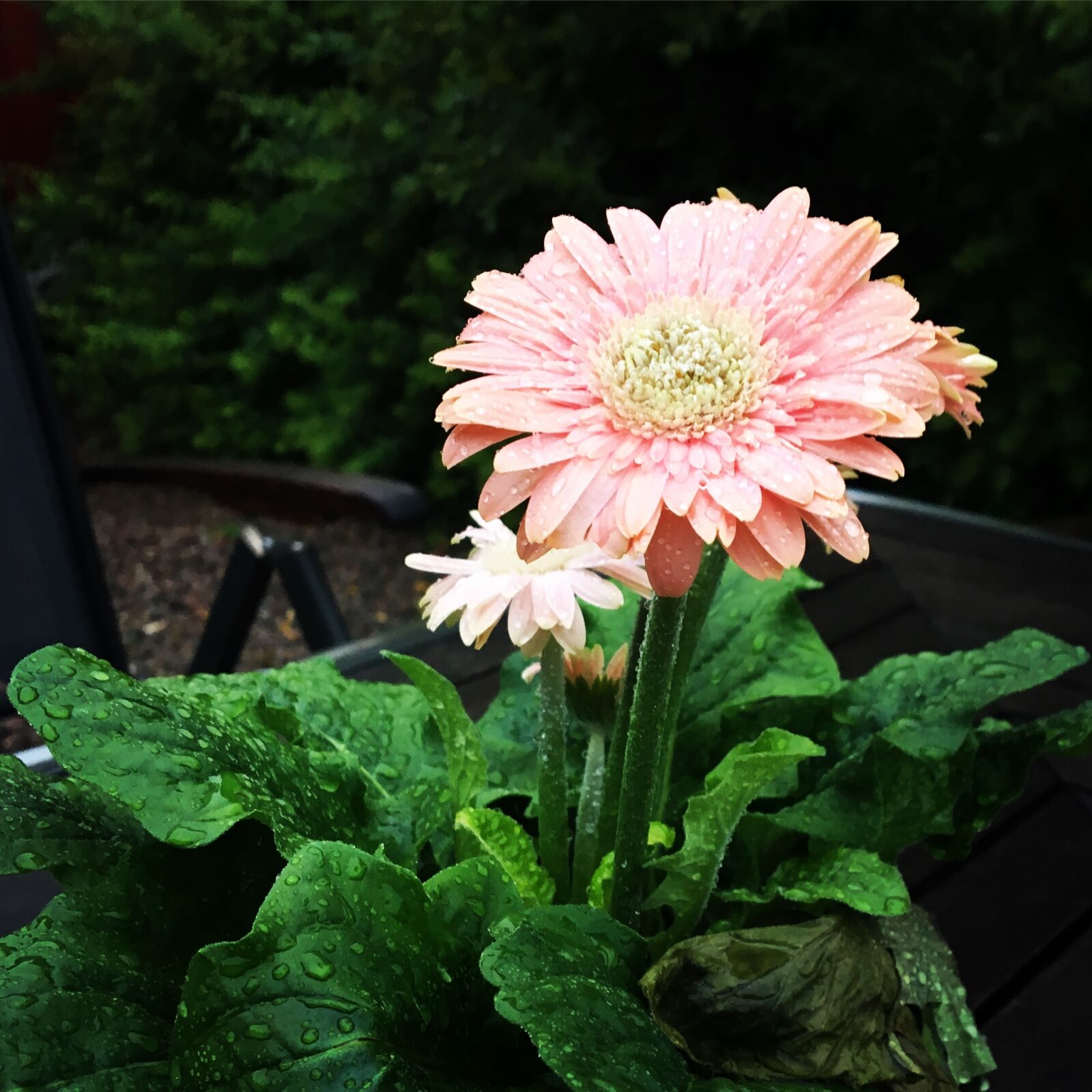 Apple iPhone 6s sample photo. Flower, rain, summer photography