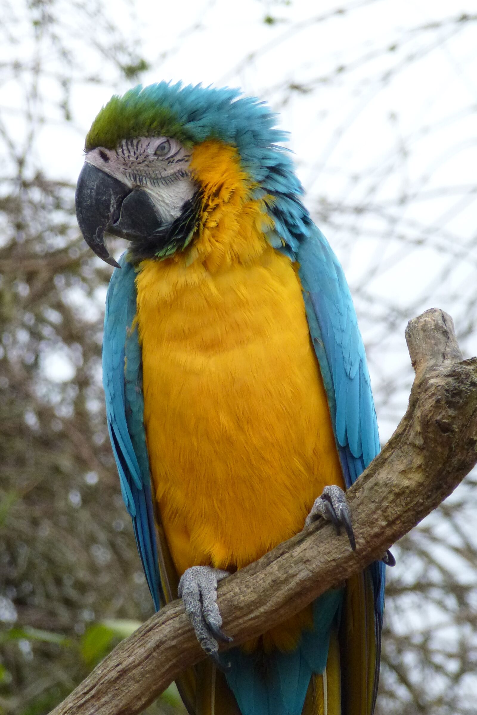 Panasonic Lumix DMC-ZS10 (Lumix DMC-TZ20 / Lumix DMC-TZ22) sample photo. Parrot, colourful, macaw photography