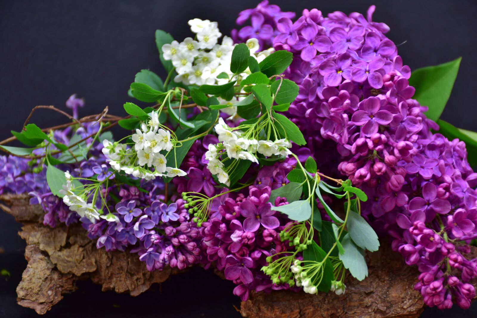 Nikon D7200 sample photo. Lilac, flower, plant photography