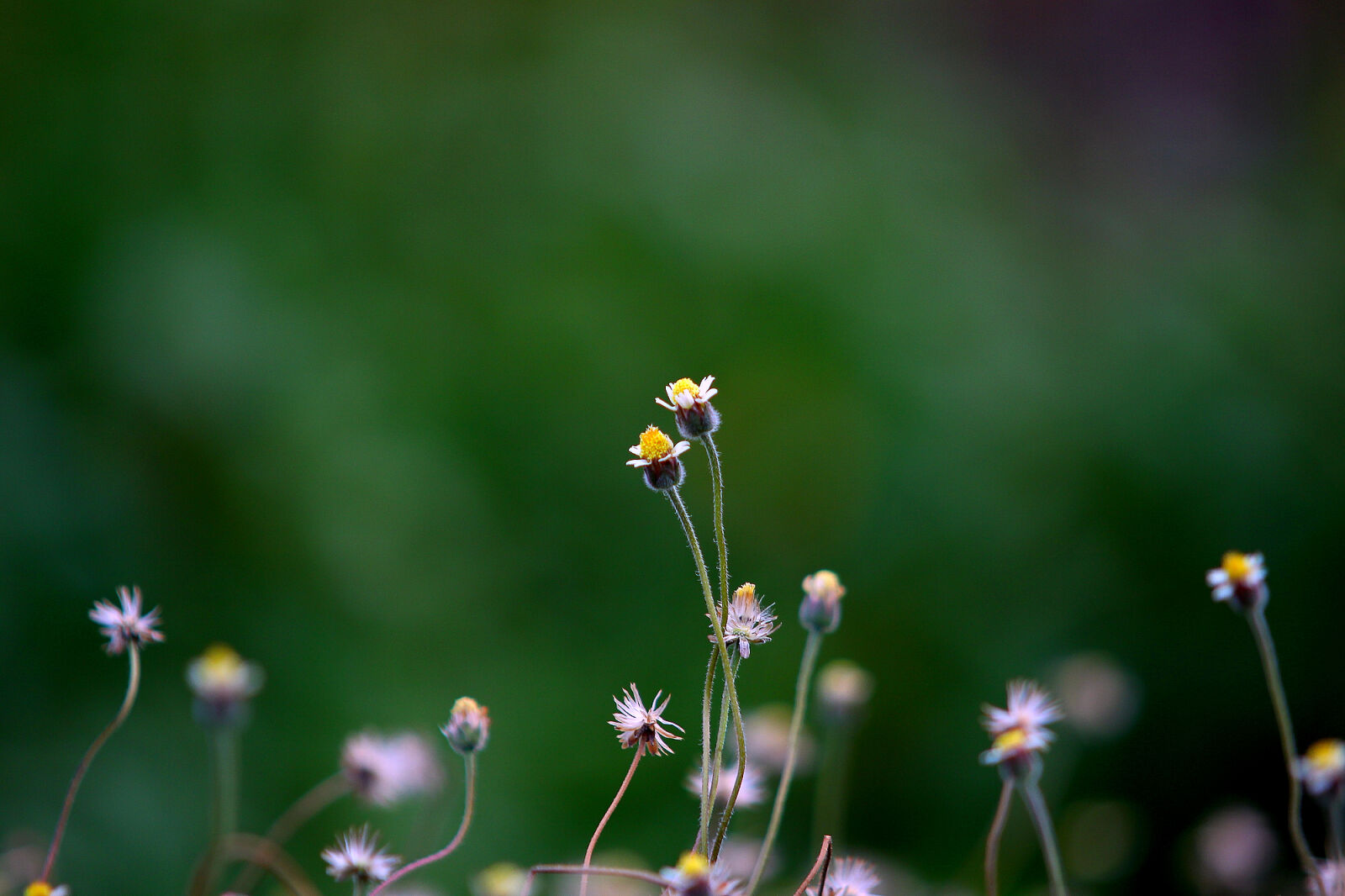 Canon EOS 50D sample photo. Yellow, petaled, flower, blooming photography