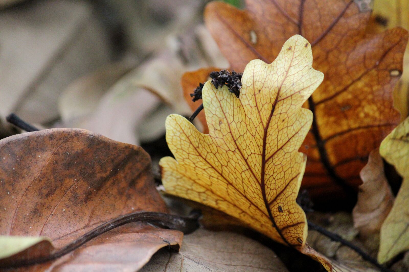 Canon EOS 700D (EOS Rebel T5i / EOS Kiss X7i) sample photo. Autumn, leaf, fall photography