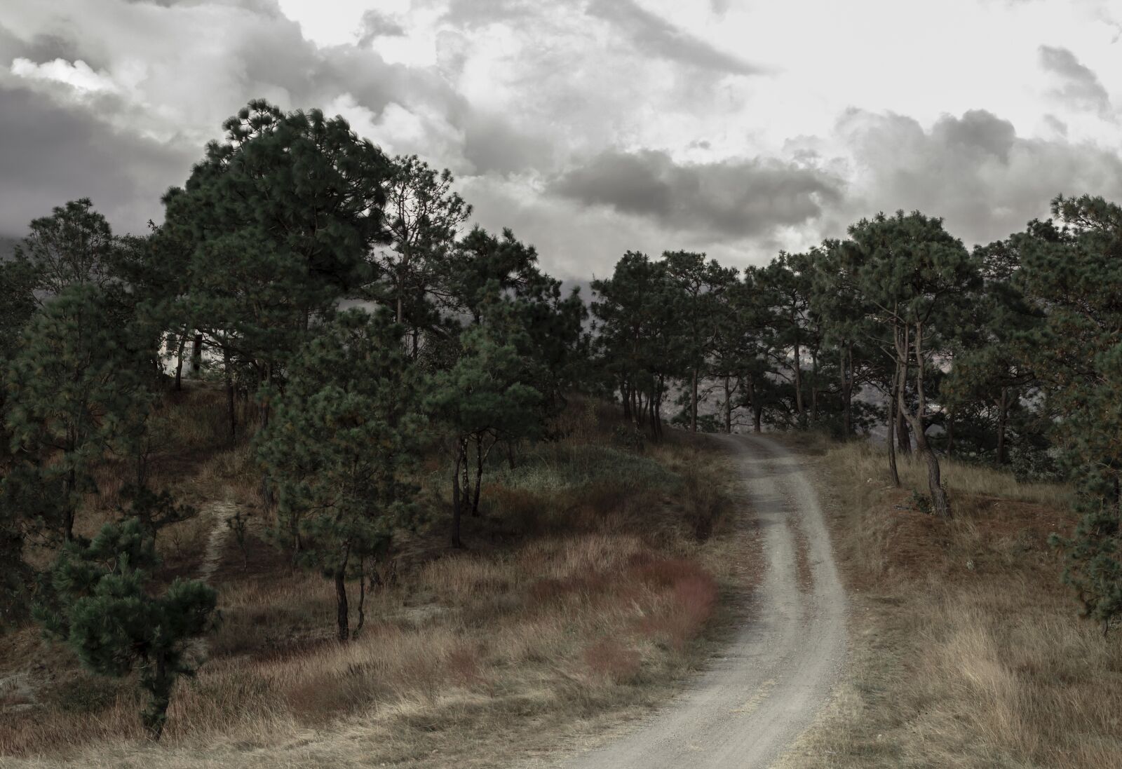 Canon EOS 600D (Rebel EOS T3i / EOS Kiss X5) sample photo. Forest, path, person photography