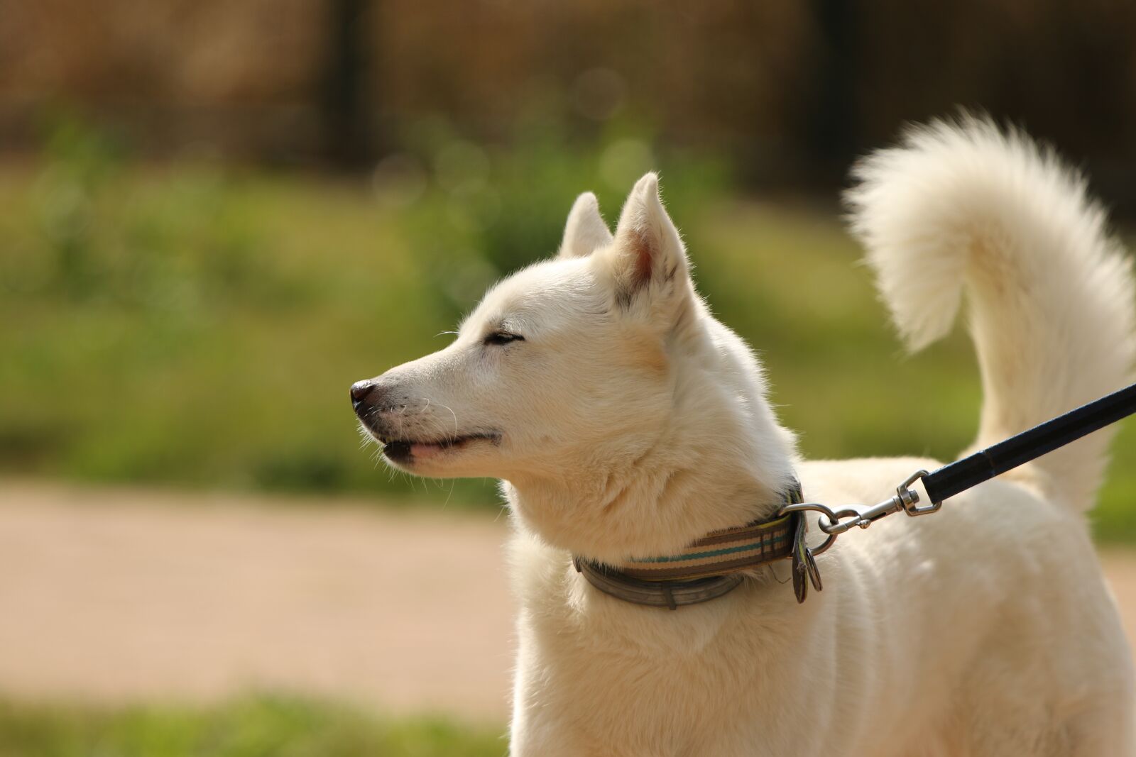 Canon EOS 7D Mark II sample photo. Dog, siberian husky, breed photography