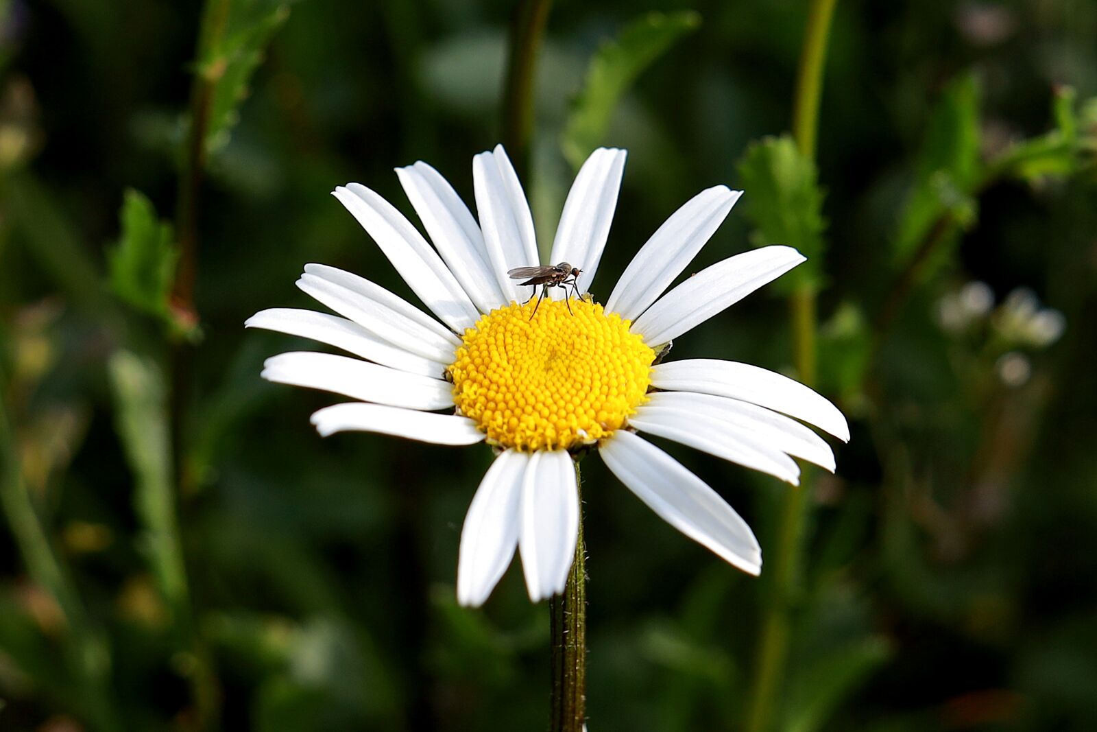 Canon EOS R sample photo. Marguerite, flower, korblütler photography