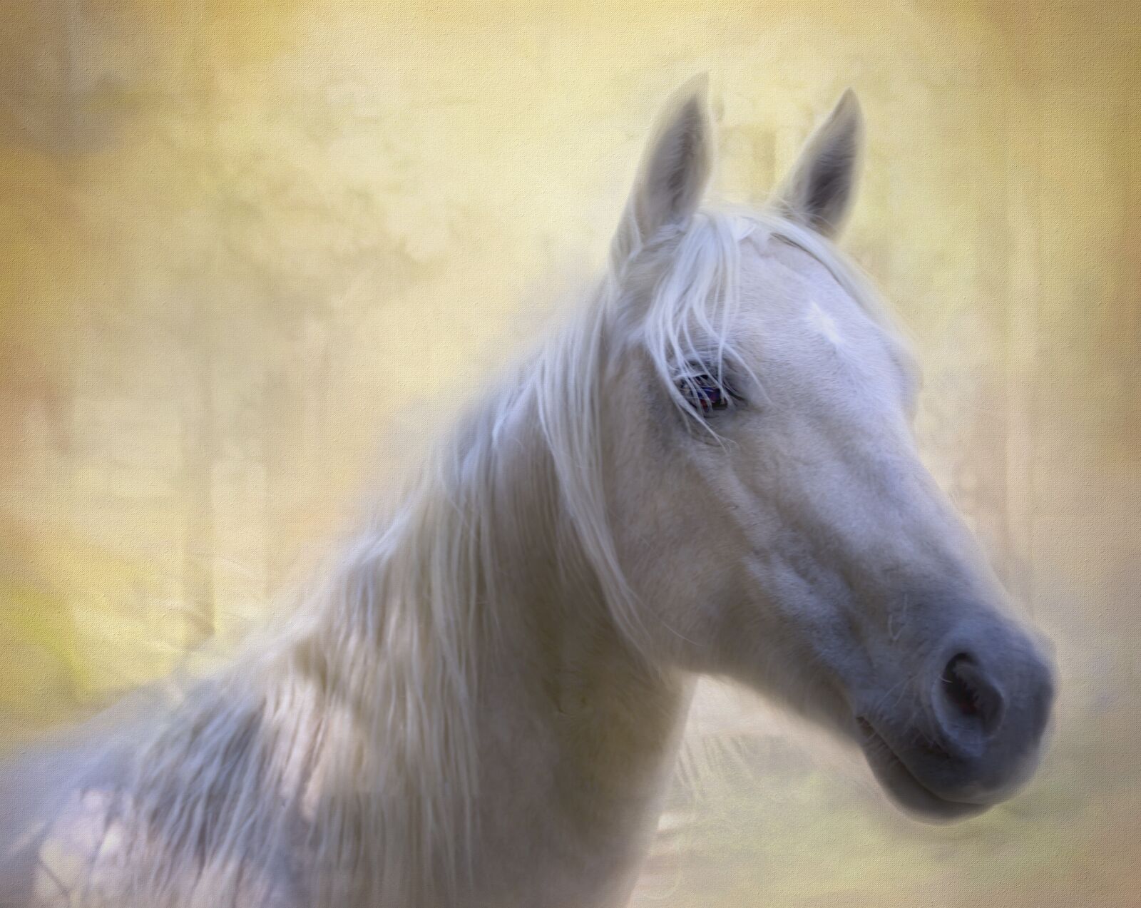 Canon EOS 600D (Rebel EOS T3i / EOS Kiss X5) sample photo. Horse, white, morning photography