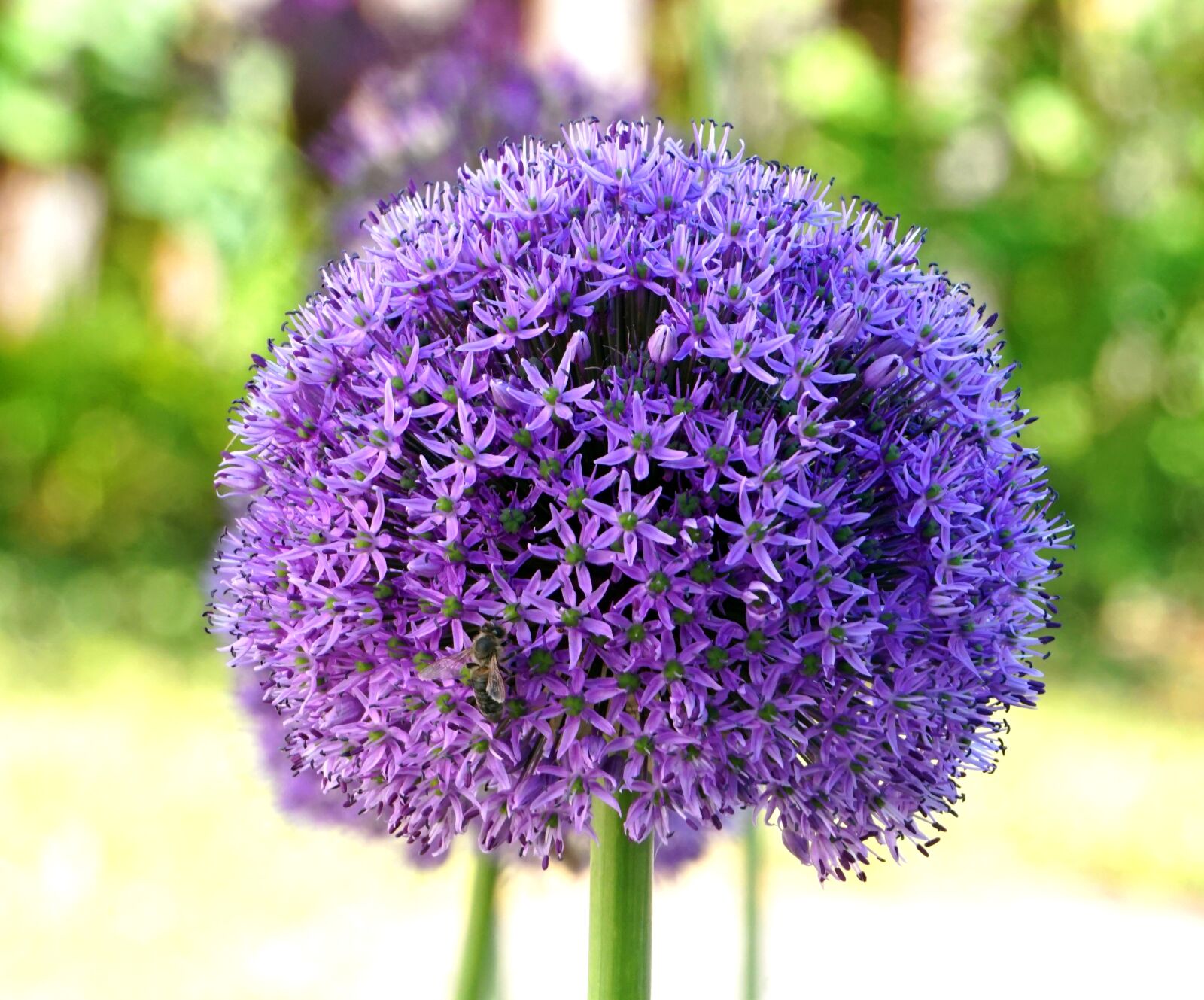 Sony Alpha a5000 (ILCE 5000) + Sony E 55-210mm F4.5-6.3 OSS sample photo. Flower, plant, nature photography