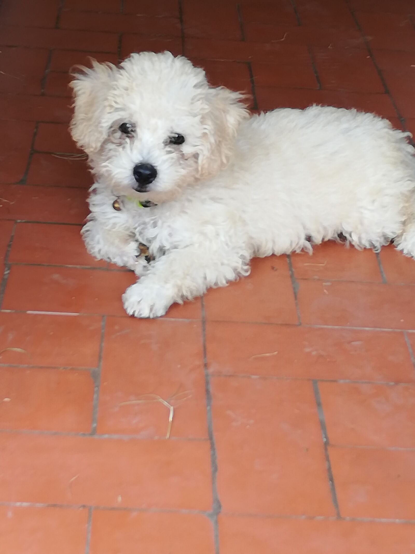 HUAWEI P20 lite sample photo. Dog, pretty, cachorro photography