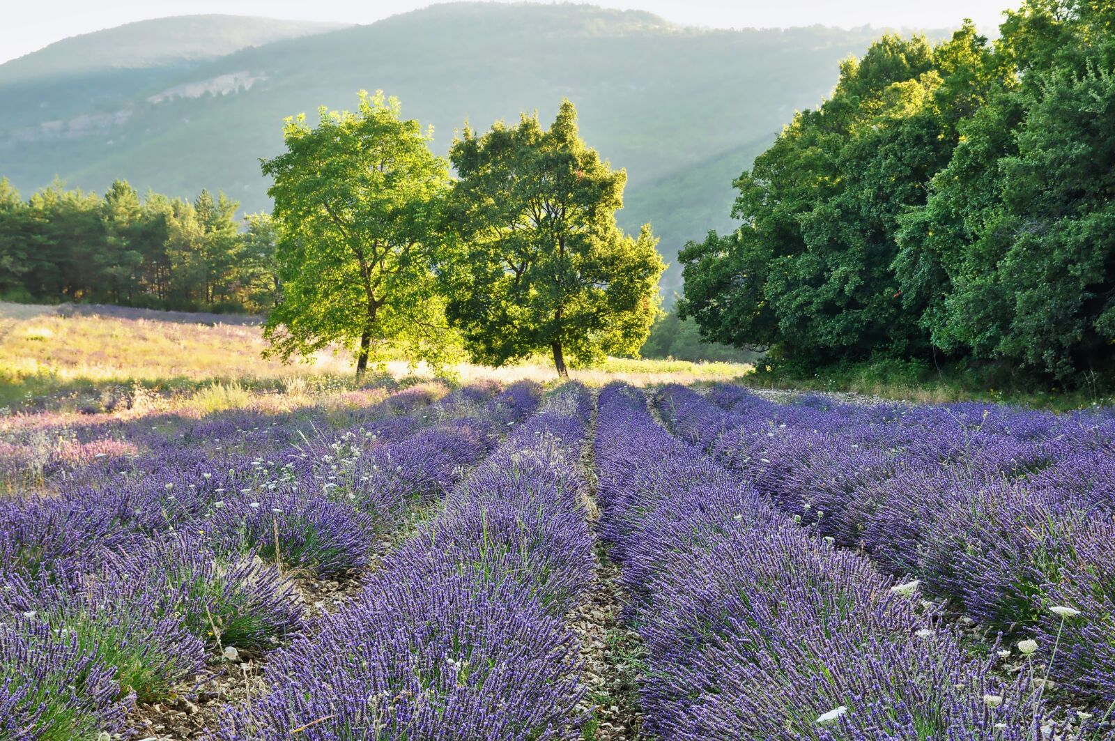 Nikon D90 sample photo. Nature, landscape, lavender photography