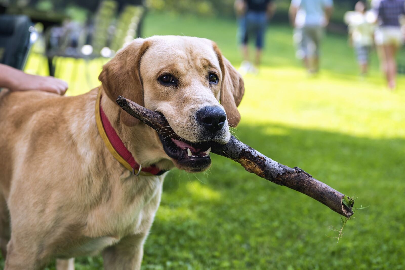 Nikon D810 sample photo. Dog, animal, pet, puppy photography
