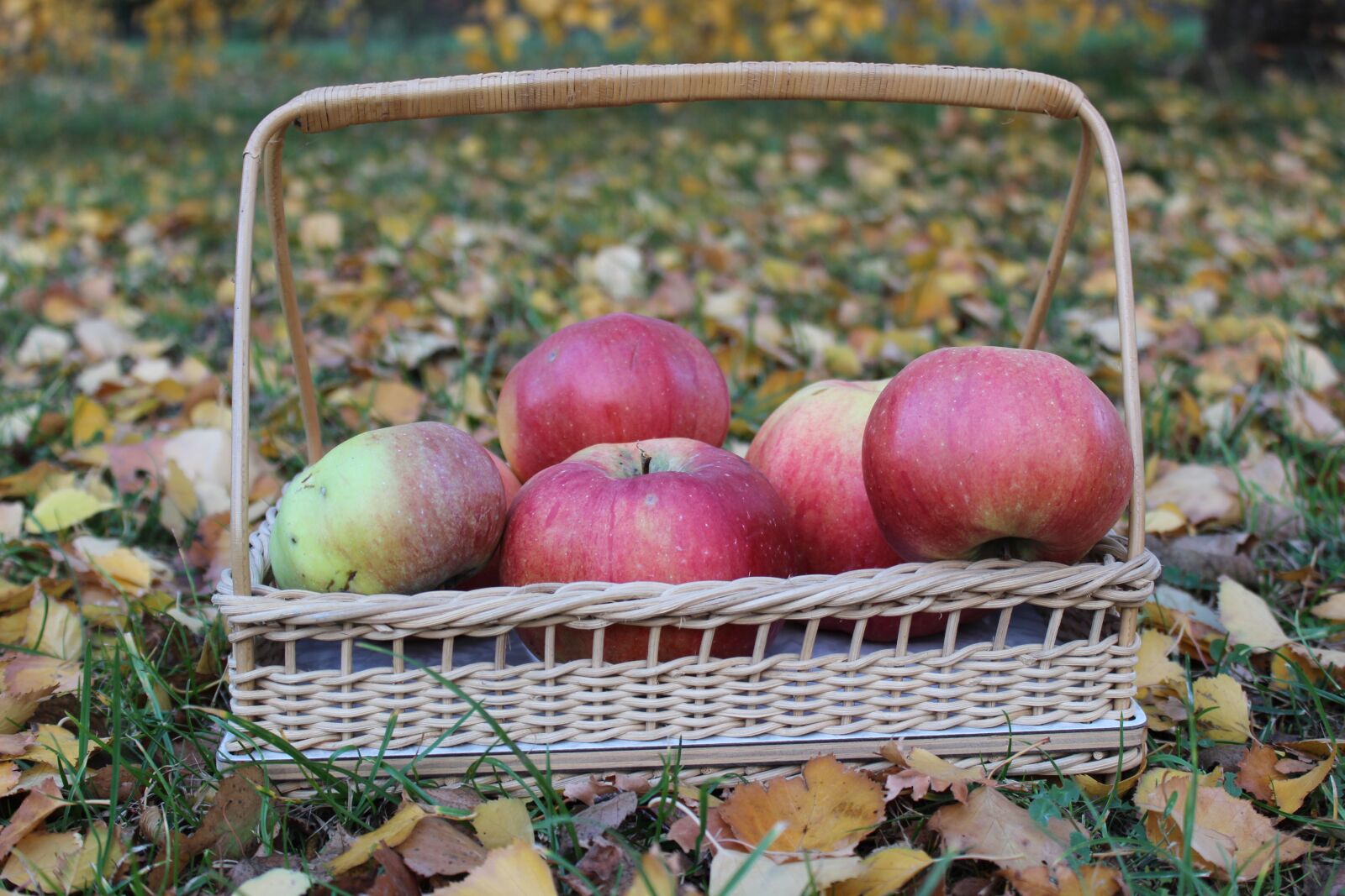 Canon EOS 600D (Rebel EOS T3i / EOS Kiss X5) sample photo. Basket, apple, autumn photography