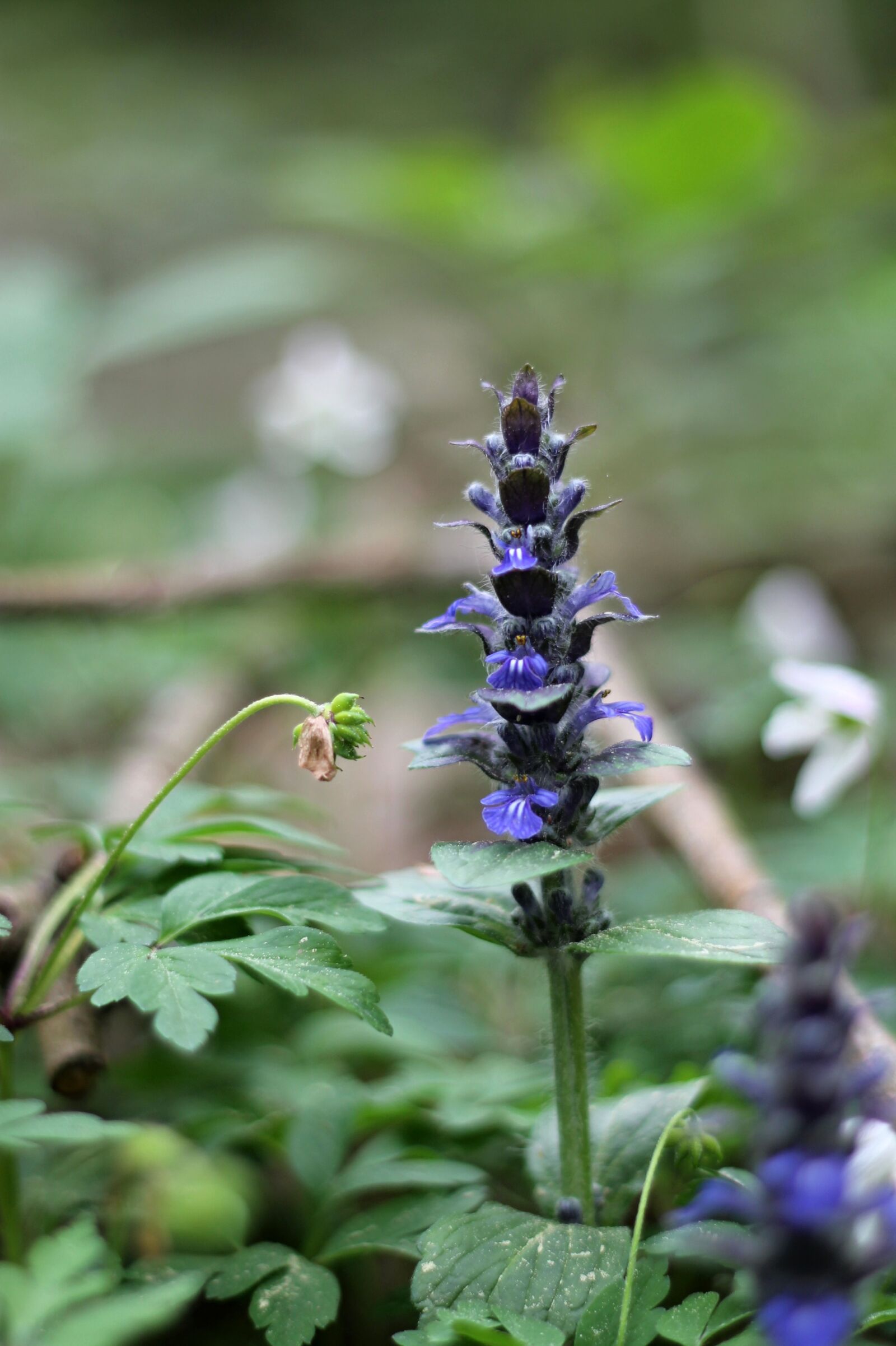 Canon EOS 1100D (EOS Rebel T3 / EOS Kiss X50) + Canon EF 50mm F1.8 II sample photo. Forest, nature, flower photography