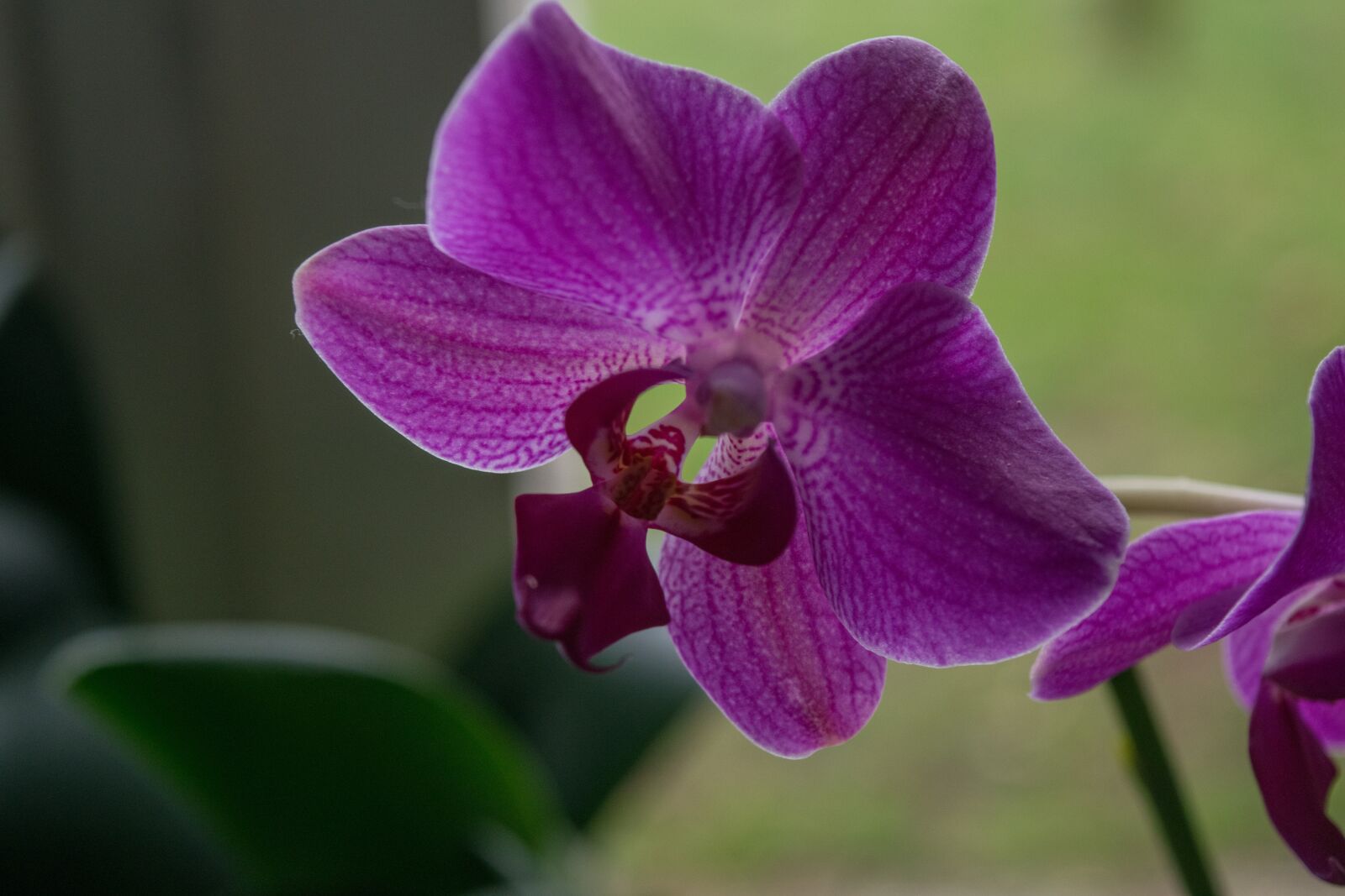Nikon D3300 sample photo. Flower, plant, nature photography