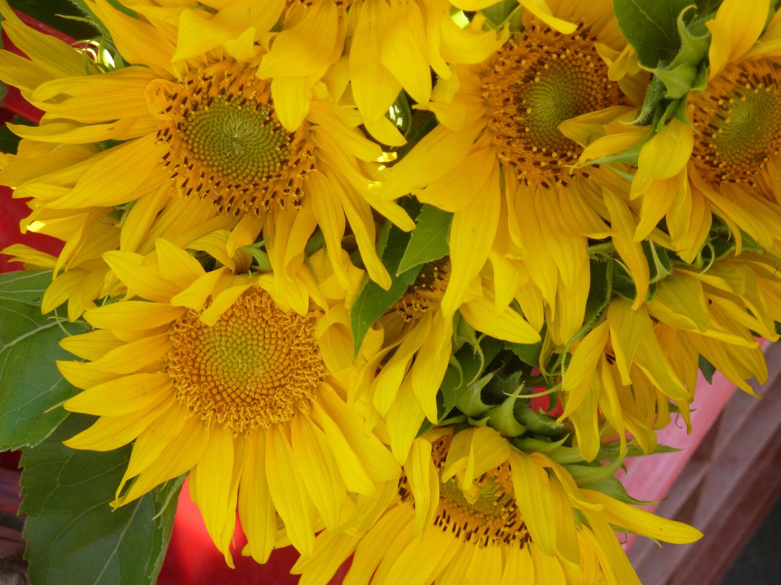 Panasonic DMC-TZ7 sample photo. Sunflower, sunflower seeds, sunflower photography