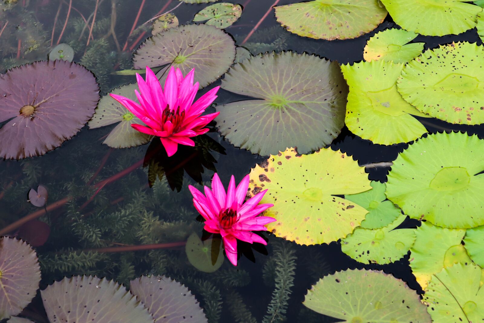 Canon EOS M50 (EOS Kiss M) sample photo. Lotus, water lily, pond photography